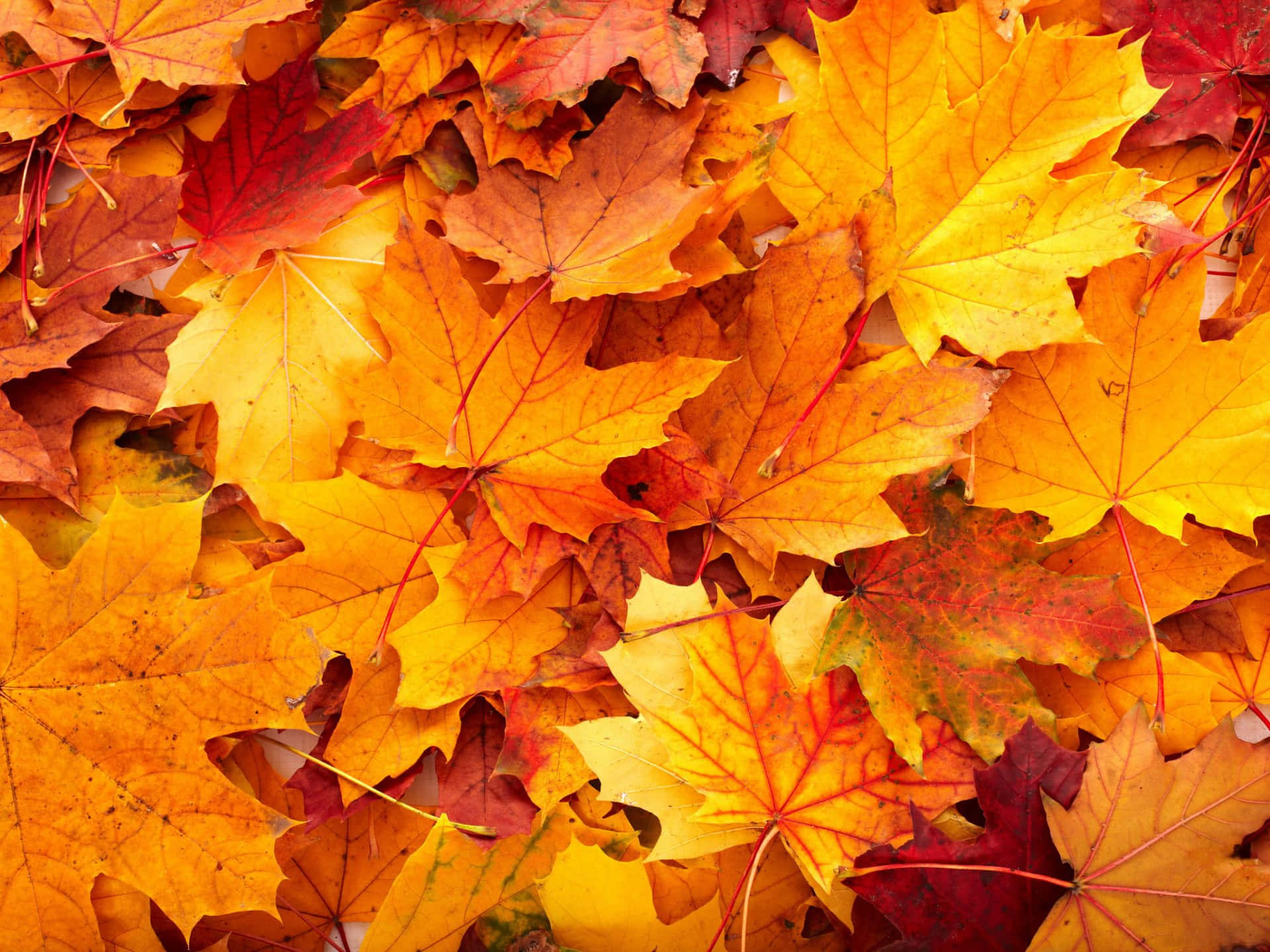 "Beautiful Fall Leaves Creating a Stunning Autumn Scene"