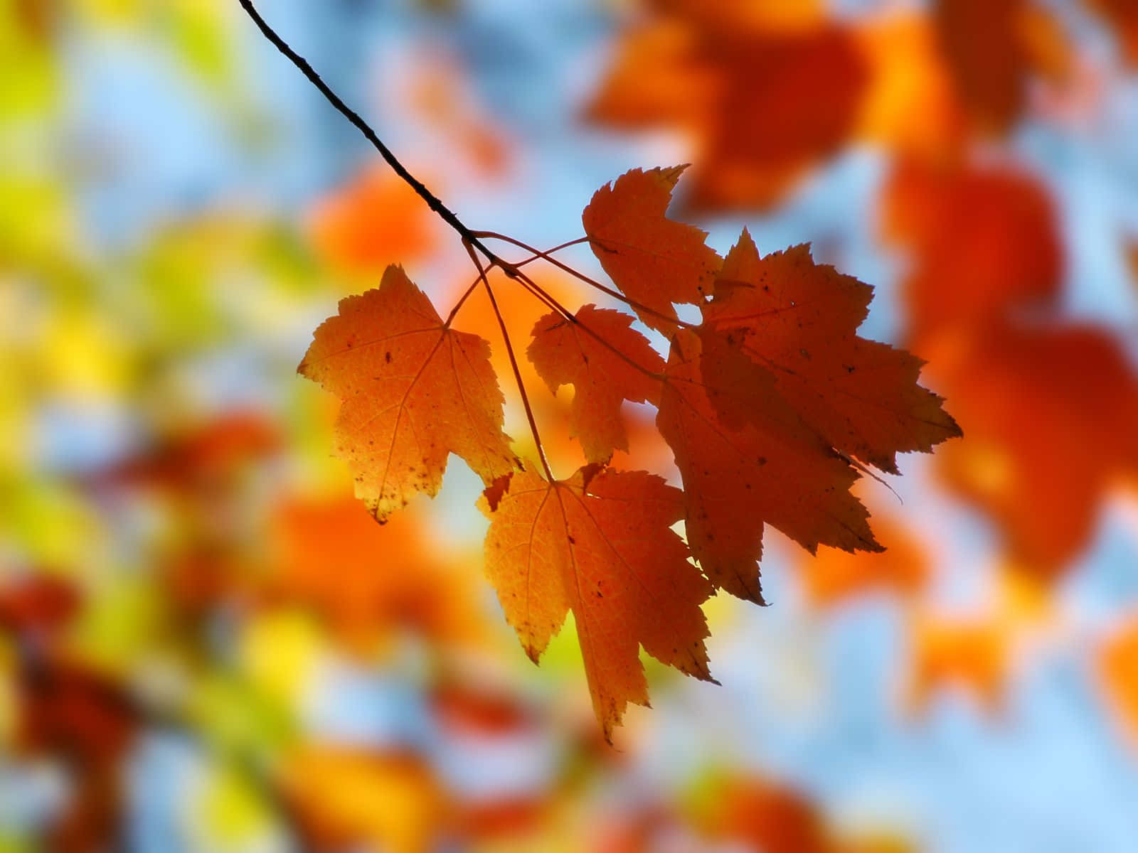 Relax and Unwind with a Beautiful Fall Leaves Background