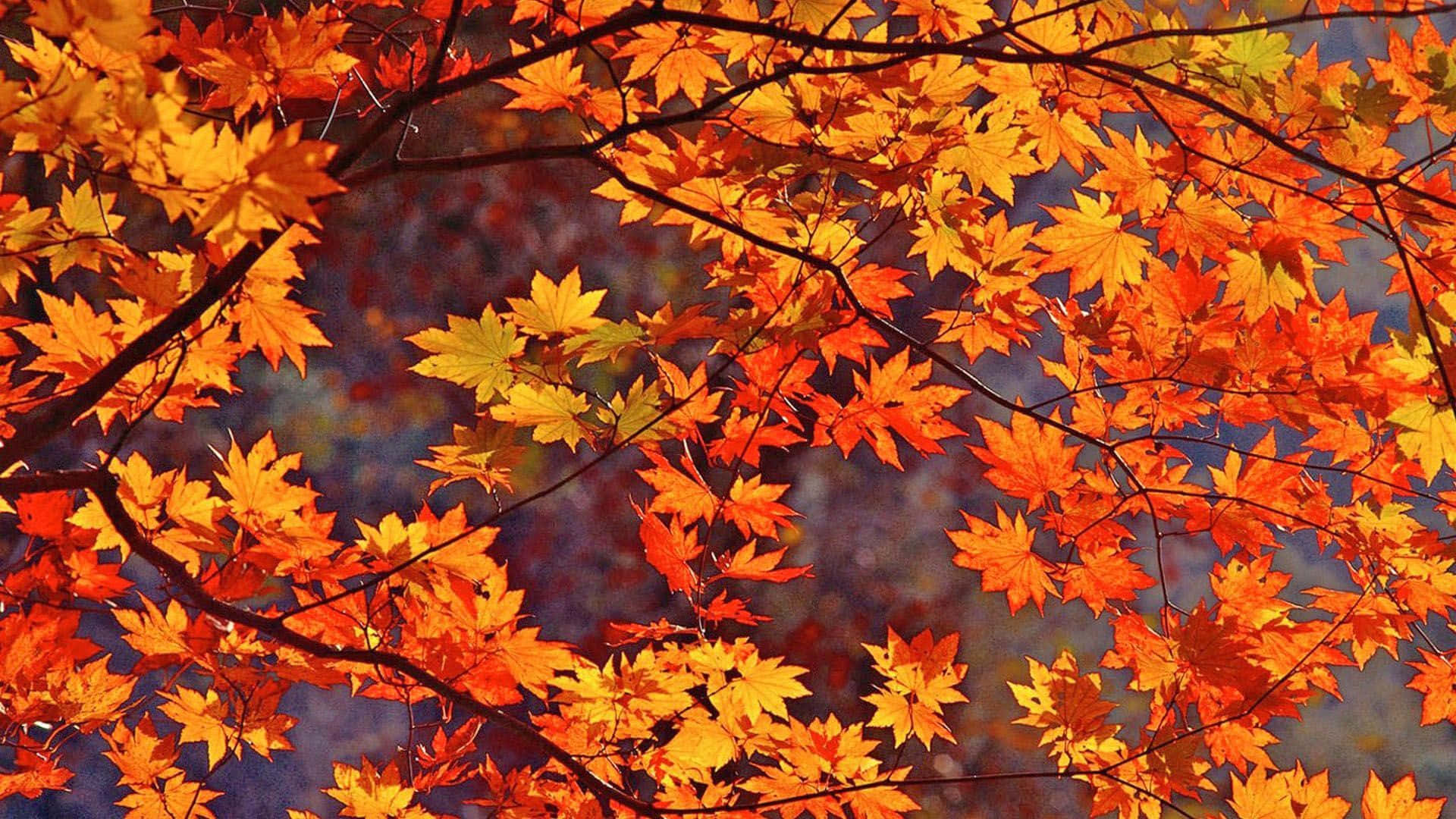 Enjoy the colorful beauty of fall leaves!