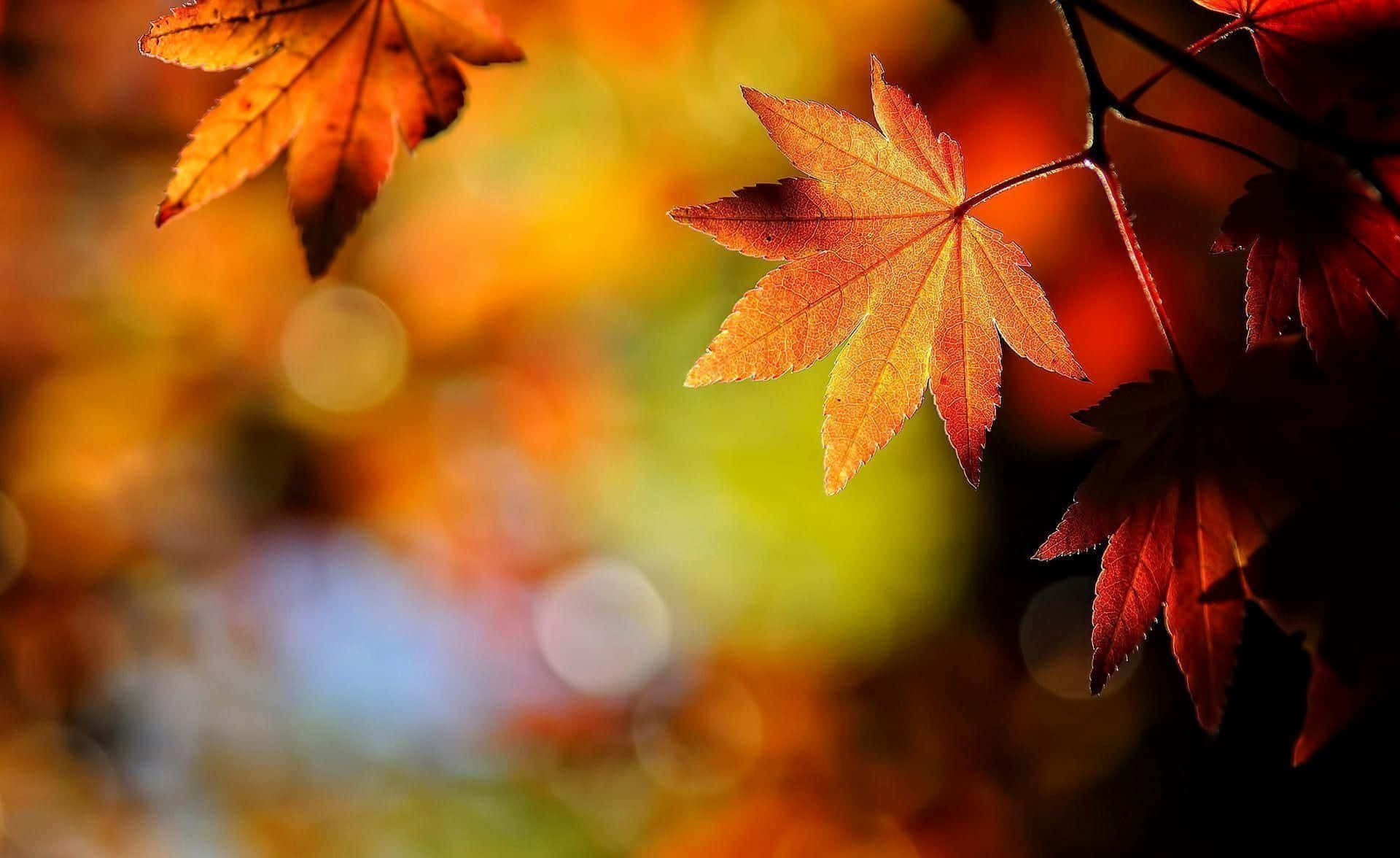 Beautiful background of colors and patterns of fall leaves