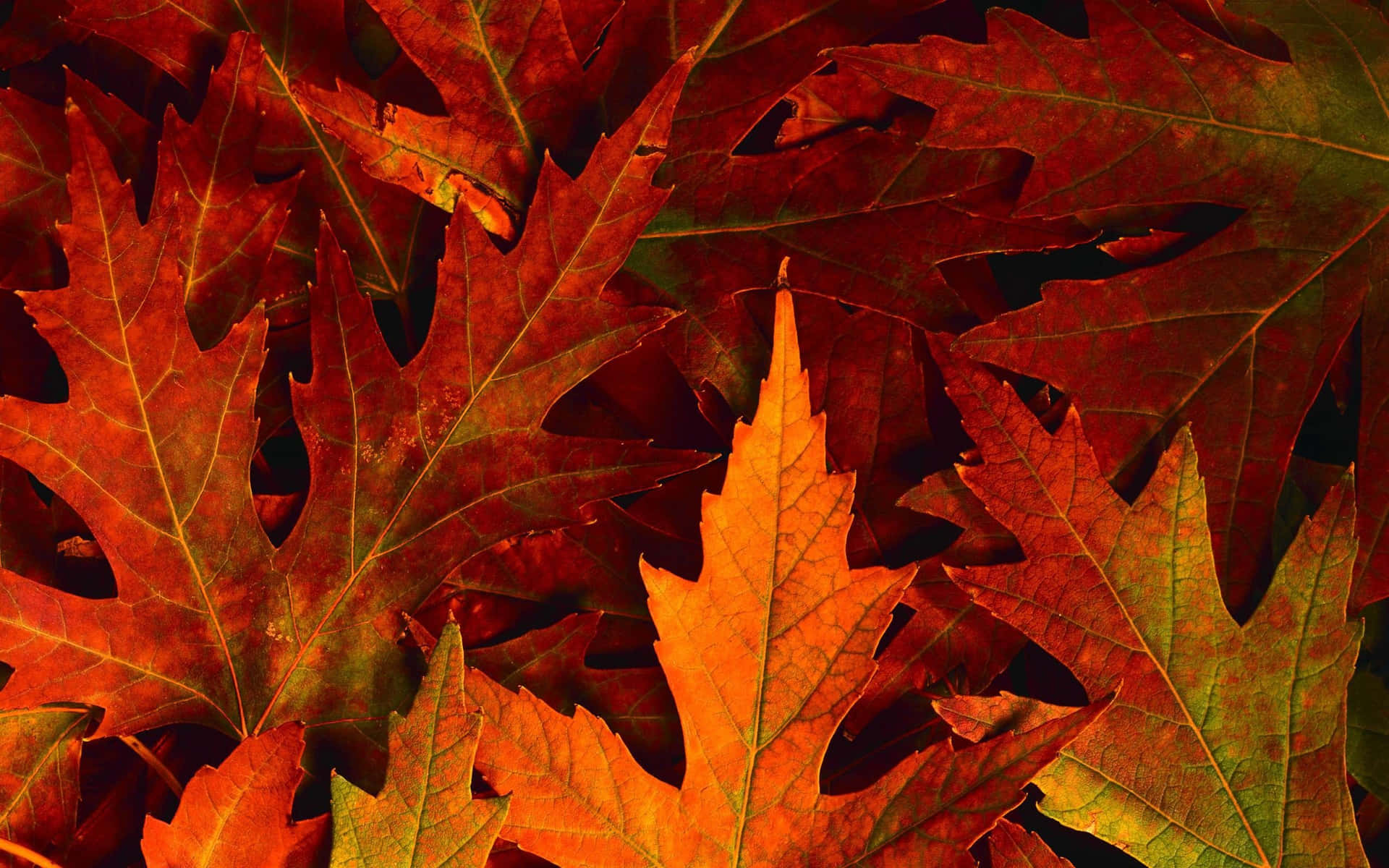 Red, yellow and orange fall leaves set against a textured background.