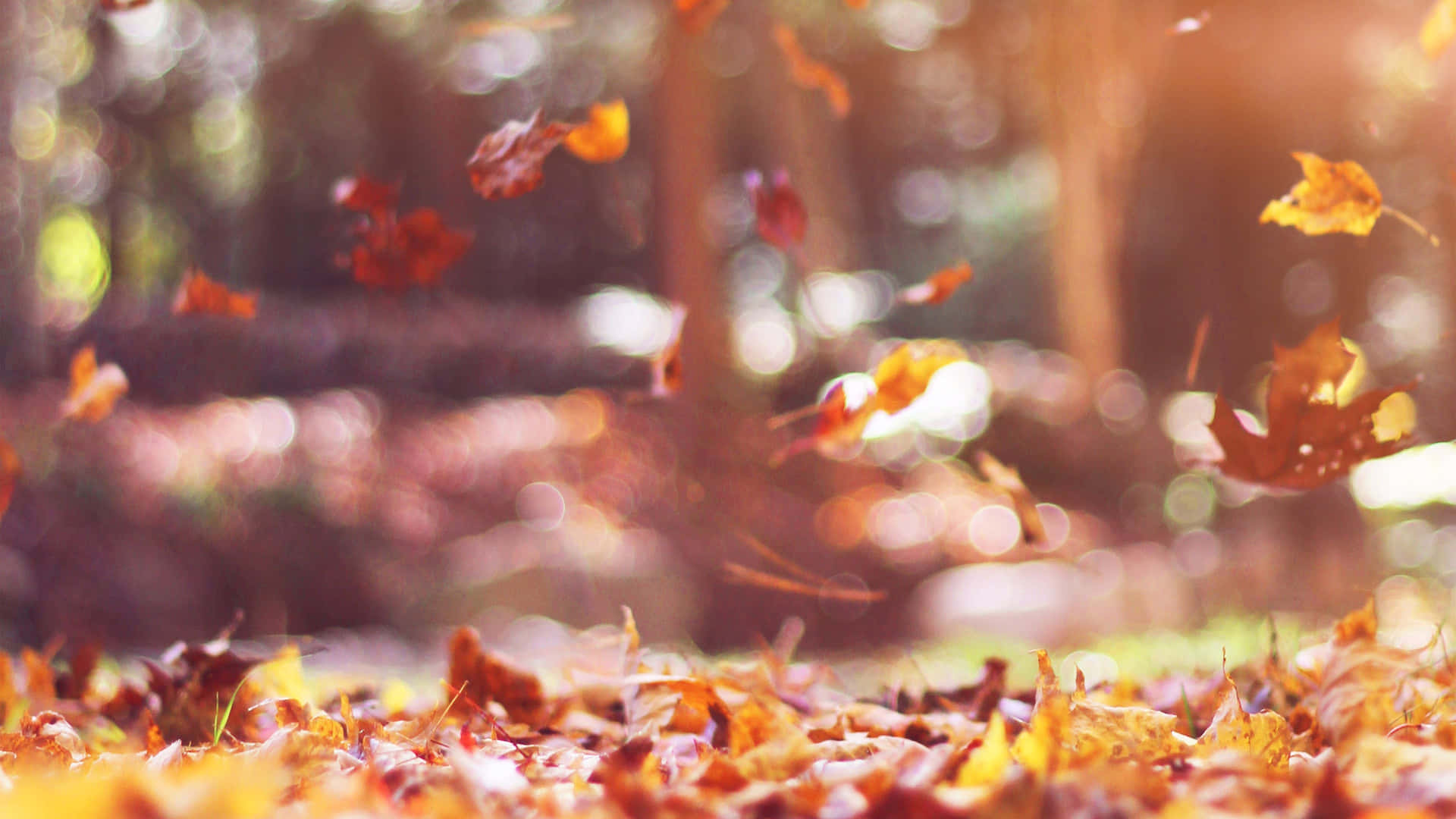 Enjoy the season and the warm colors of autumn leaves.