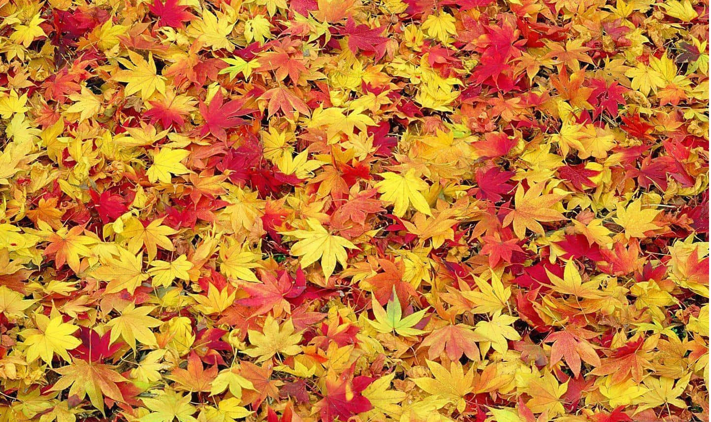 Mantenhaseus Olhos Voltados Para O Céu E Admire As Coloridas Folhas De Outono Acima.