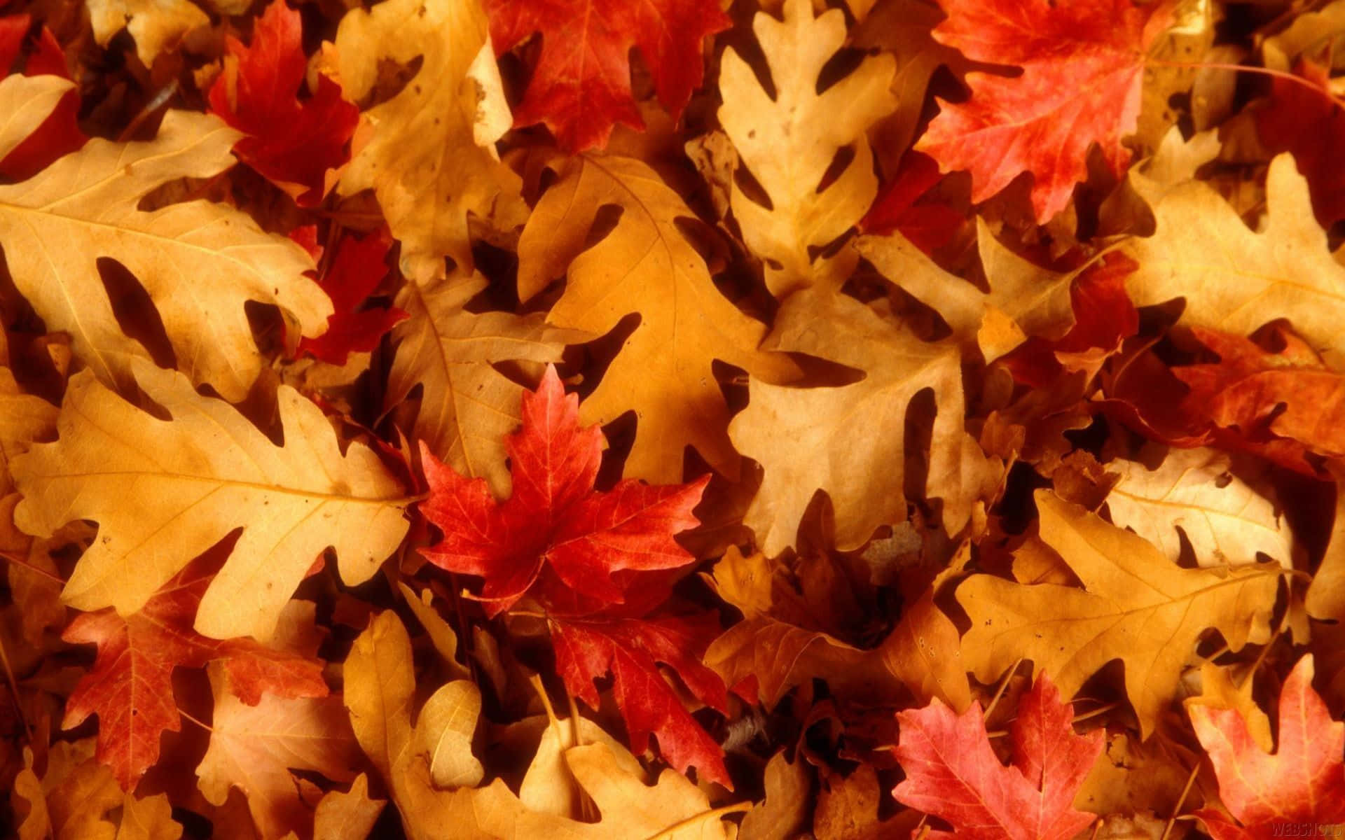 Njutav Höstens Vackra Löv På En Frisk Höstdag
