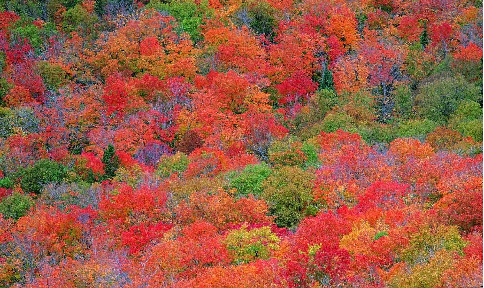 Goditile Foglie Colorate Dell'autunno