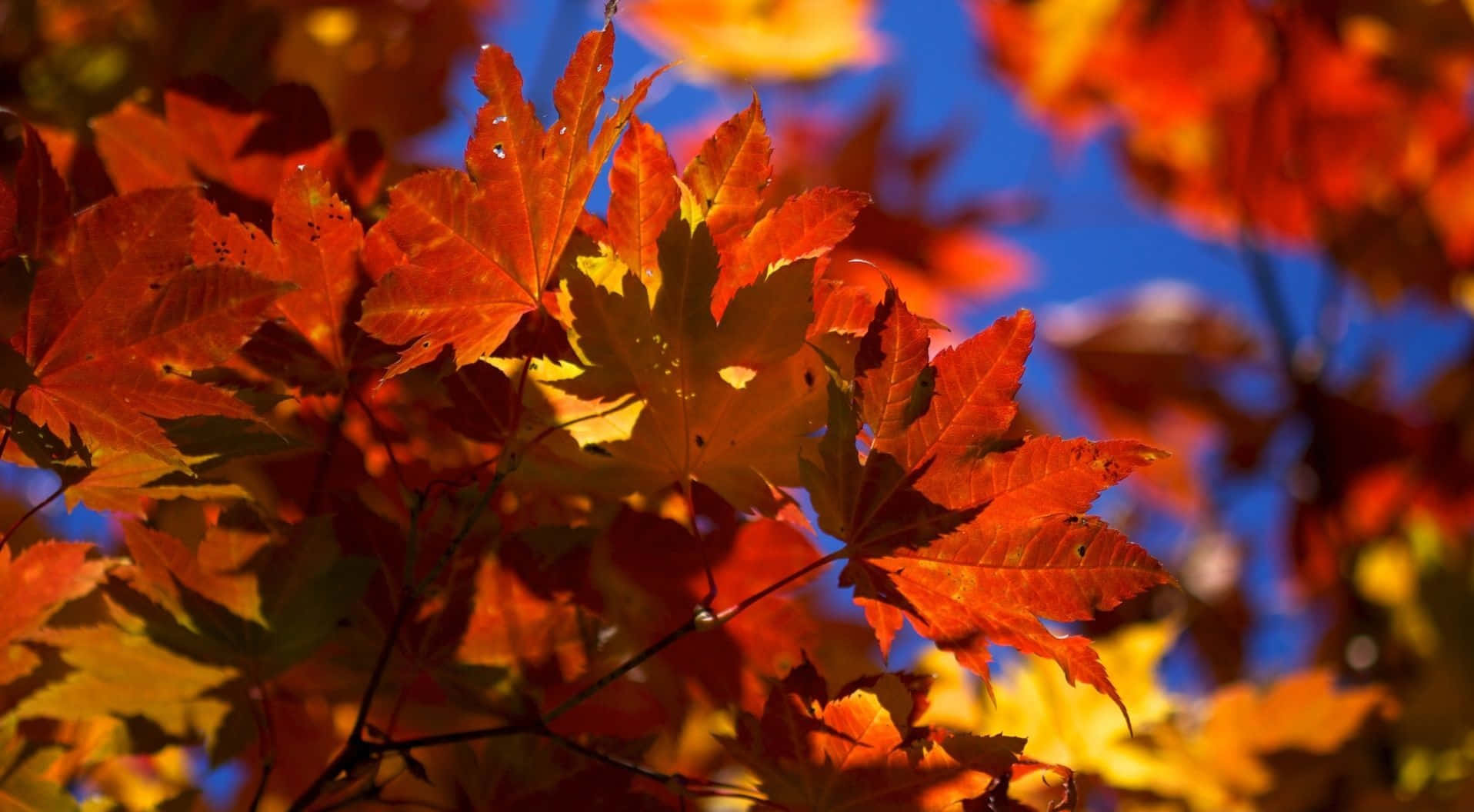 "Nature is an infinite beauty of brilliant fall leaves in hues of red, orange, and yellow"