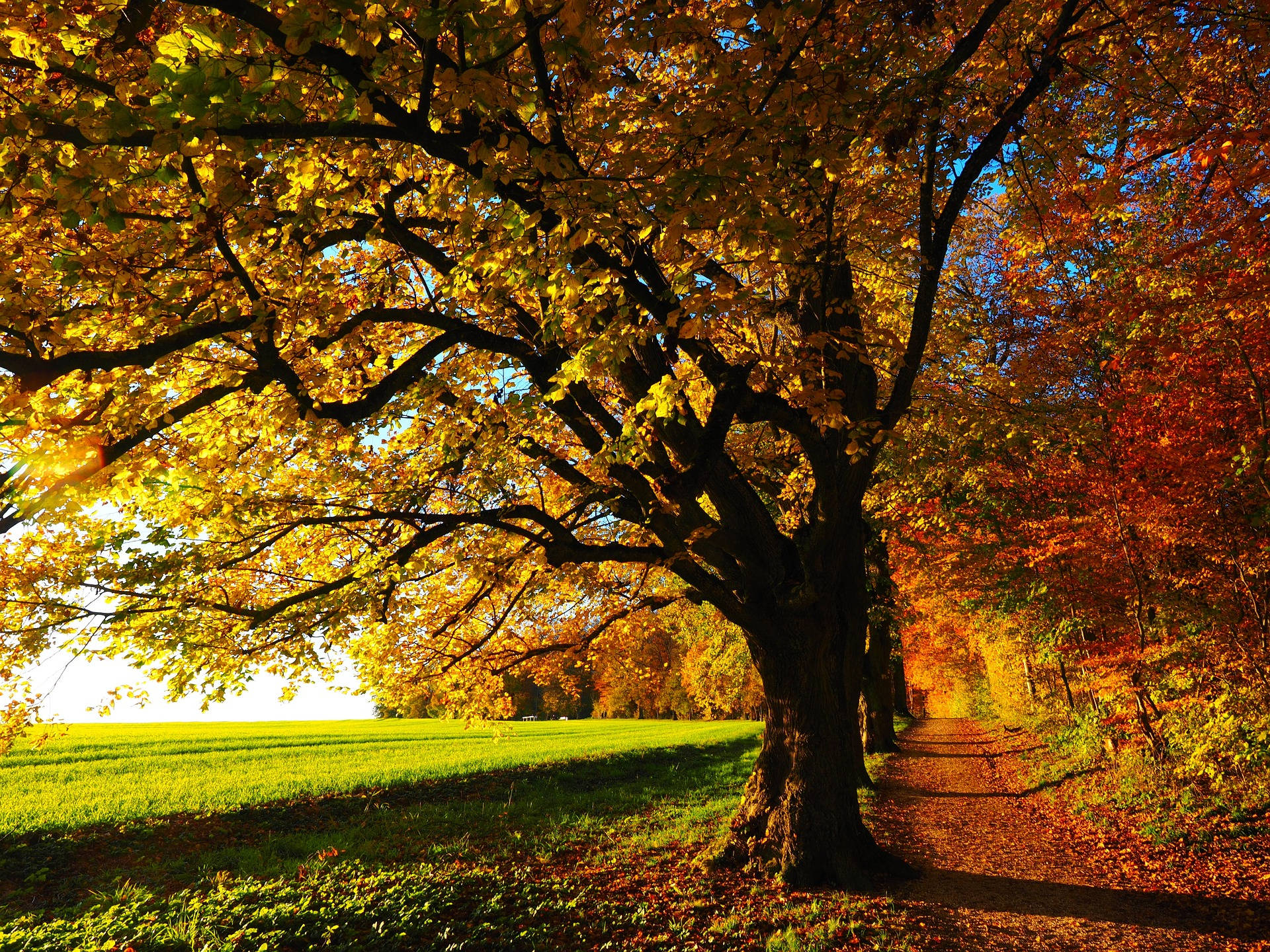 Vibrant Fall Foliage in Full Display Wallpaper