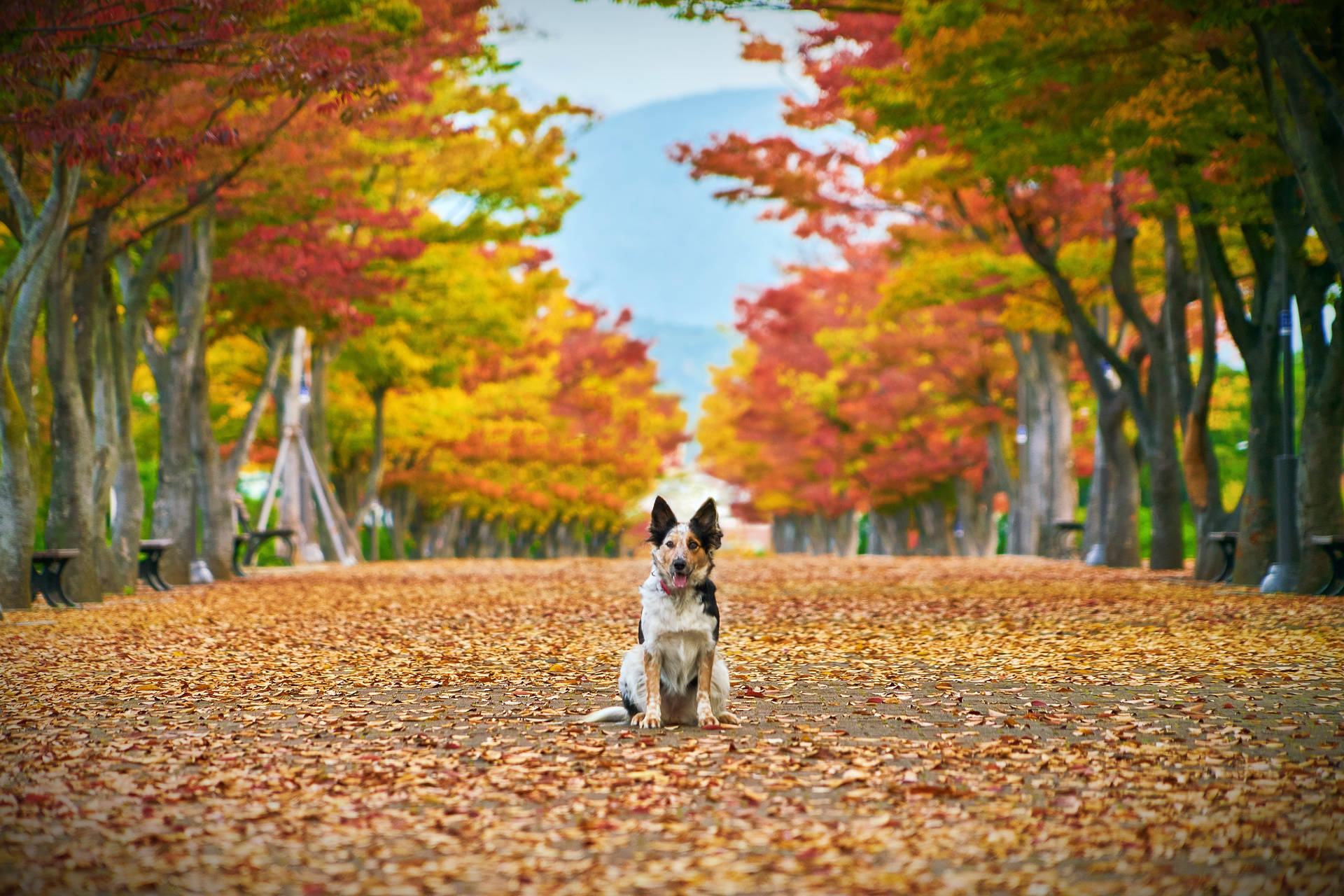 Fall Leaves Cute Dog Wallpaper