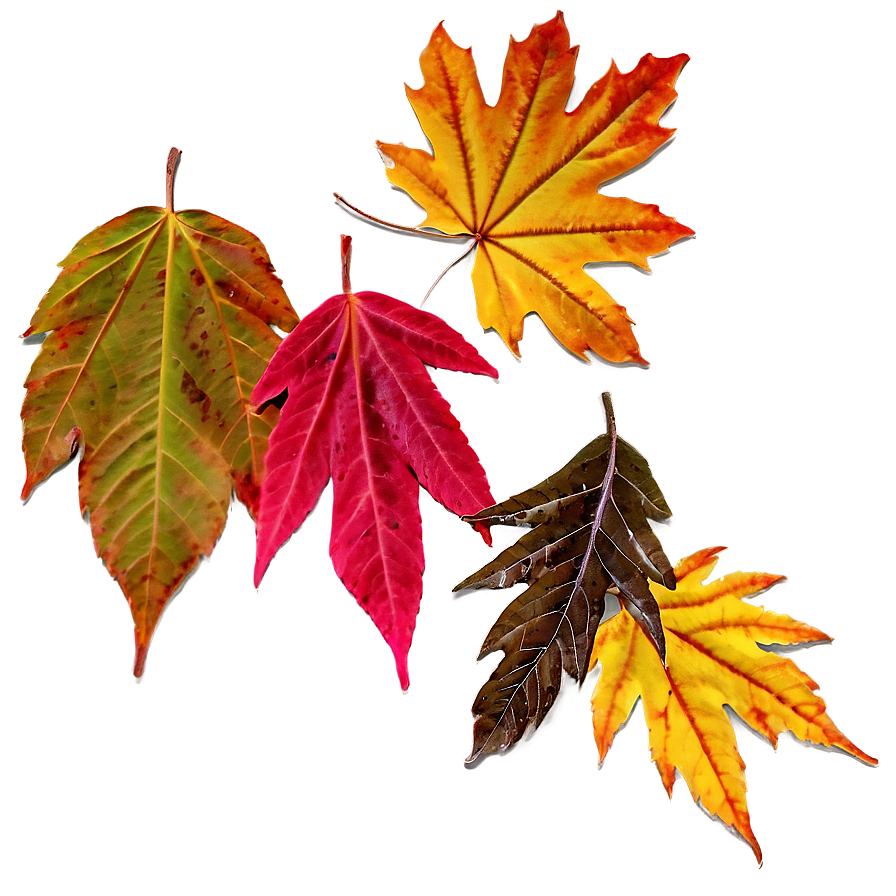 Fall Leaves D PNG