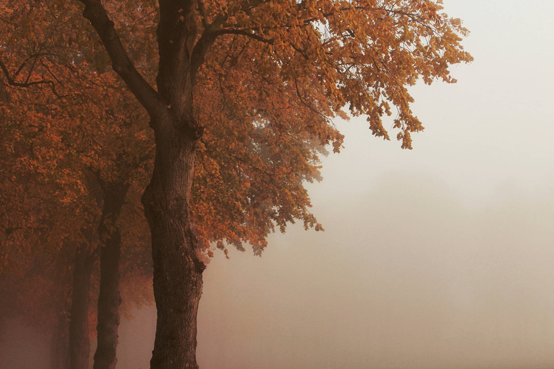 Fall Leaves Dusty Fog Wallpaper