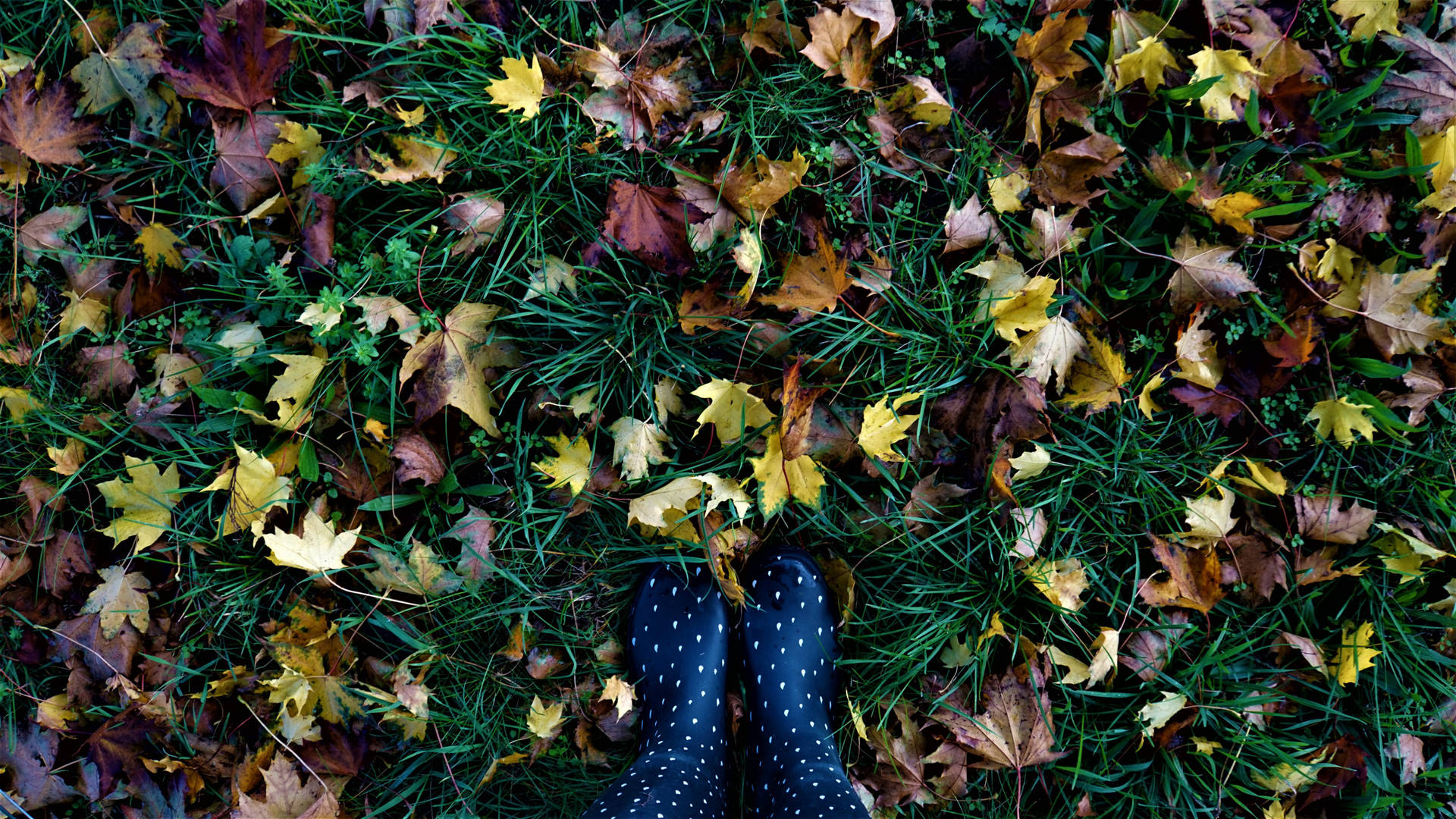 Fall Leaves Feet Polka Dot Socks Wallpaper