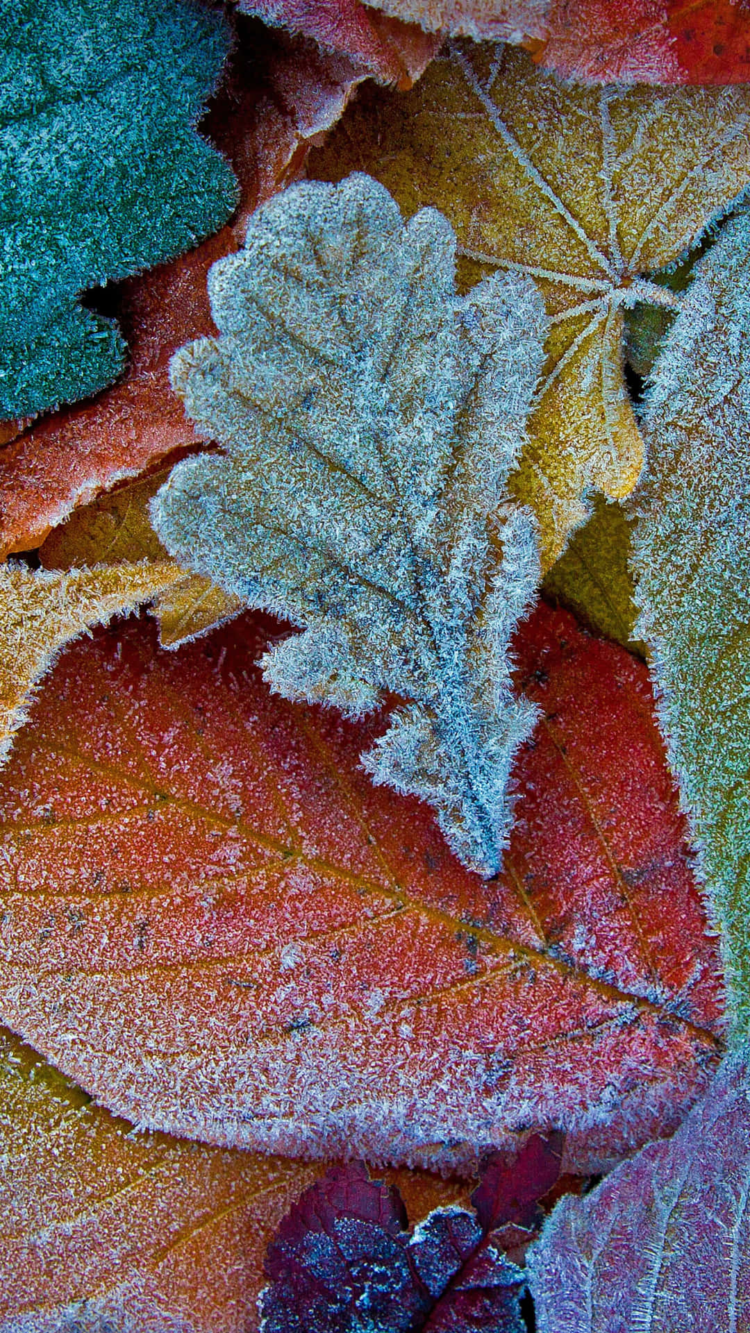 Frosty Leaves On The Ground Wallpaper