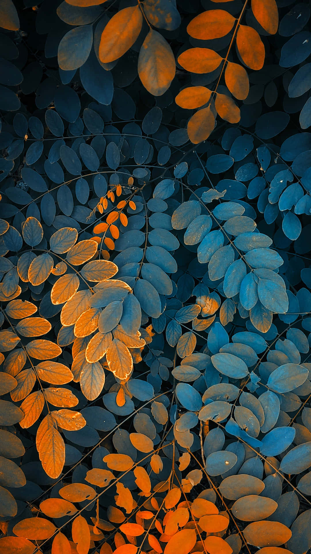 Välkomnahösten Med Färgsprakande Löv Wallpaper