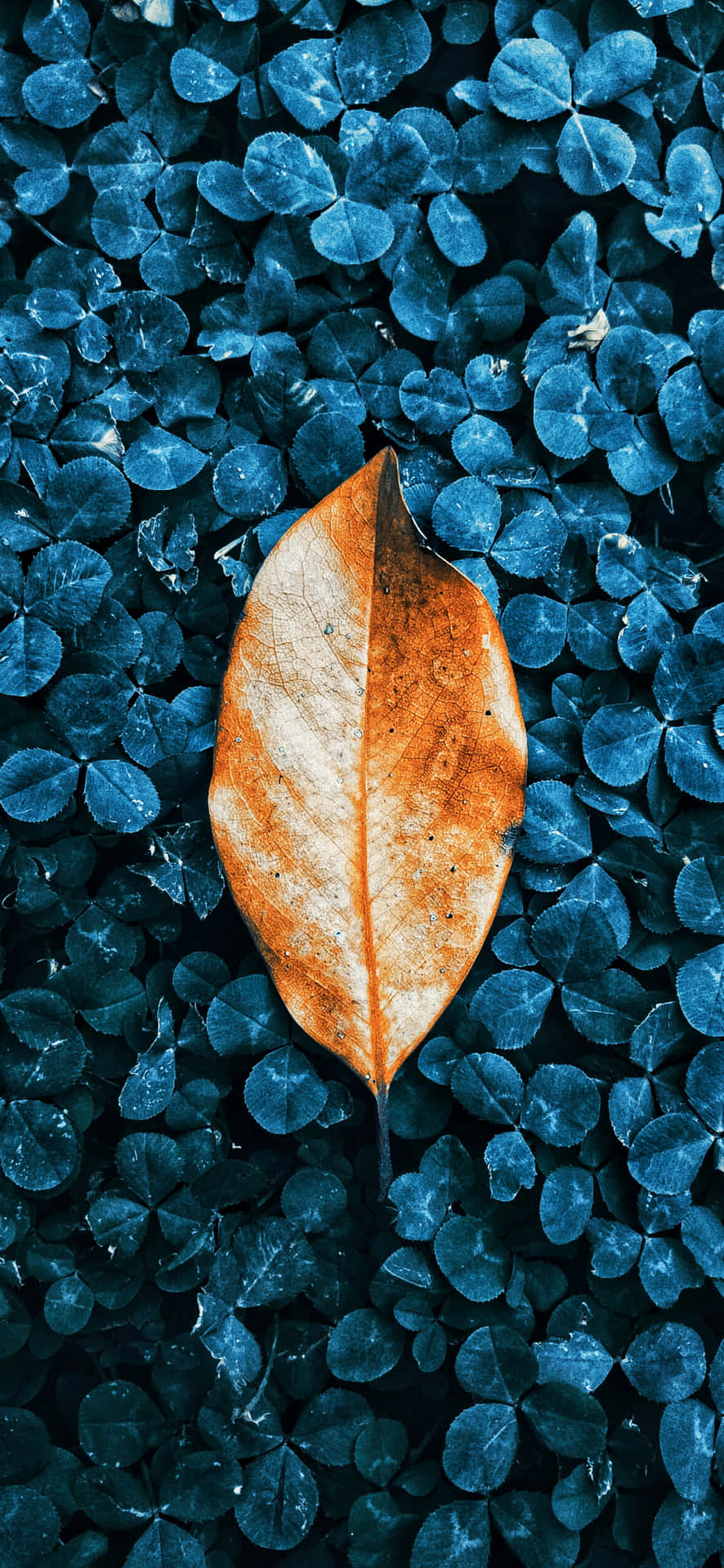 Blue Bush With Fall Leaves Iphone Wallpaper