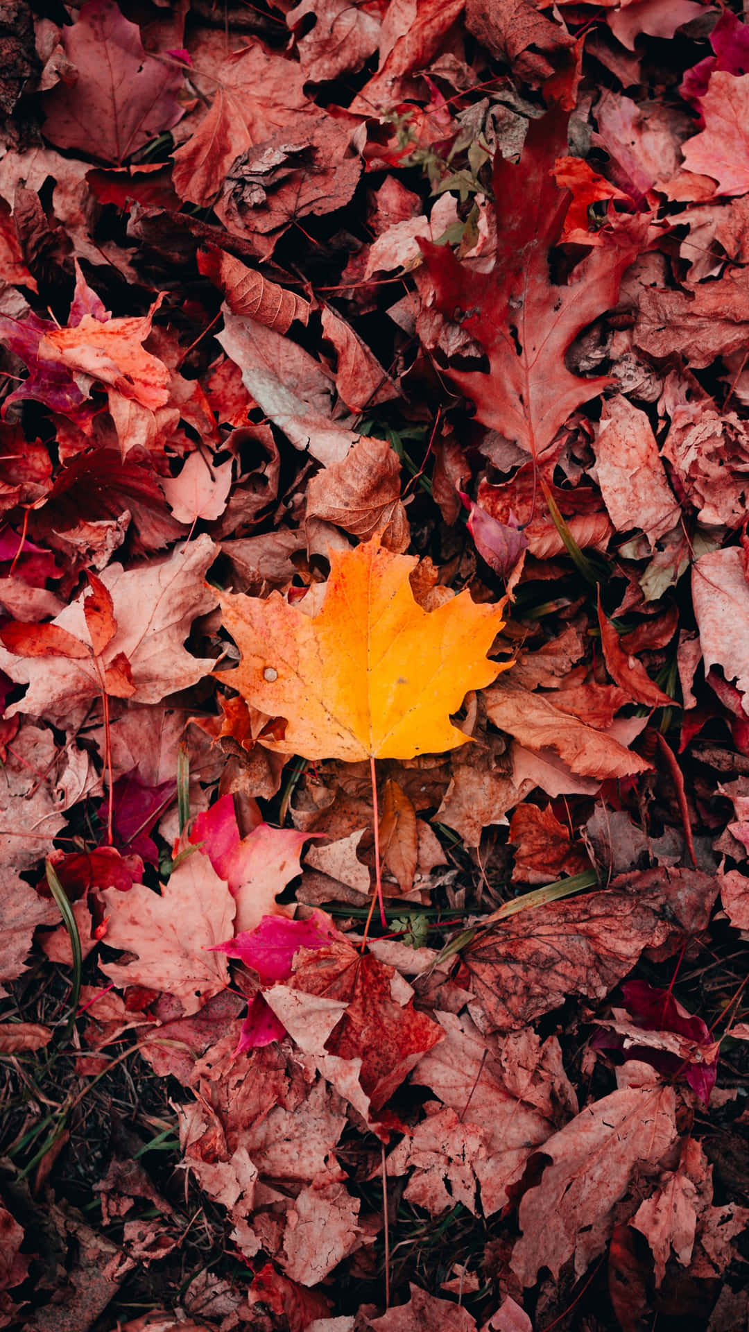 Pink Fall Leaves Iphone Wallpaper
