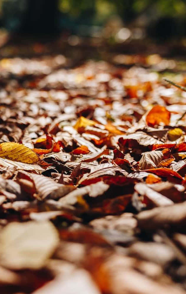 Smukke efterårsblade, der komplimenterer en lys iPhoneX-baggrund Wallpaper