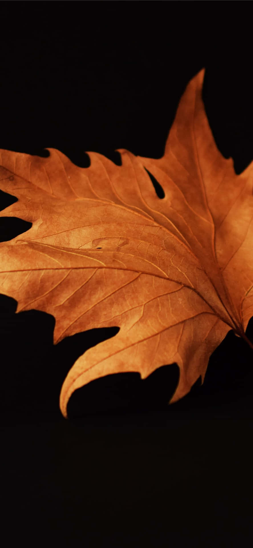 Genießensie Den Atemberaubenden Ausblick Auf Herbstliche Blätter Und Die Perfekte Beleuchtung In Diesem Hintergrundbild. Wallpaper
