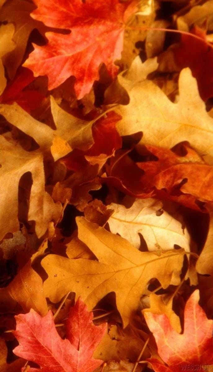 Pile Of Maple Fall Leaves Iphone Wallpaper