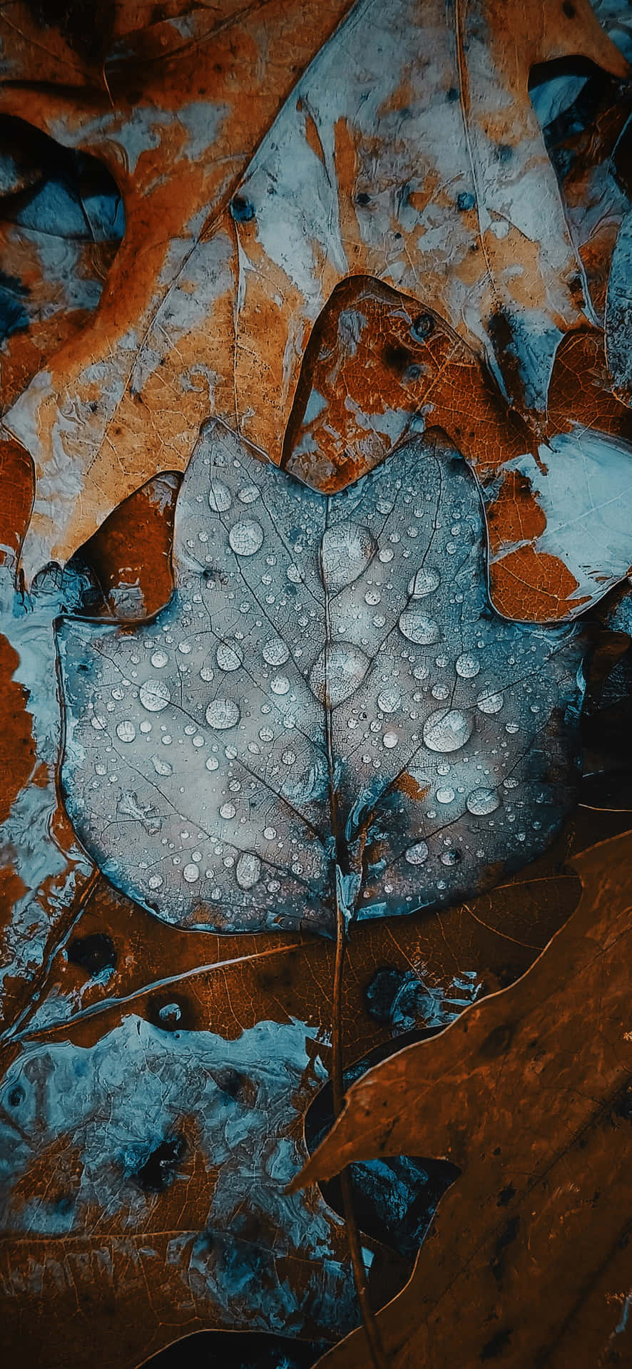 Frosted Fall Leaves Iphone Wallpaper