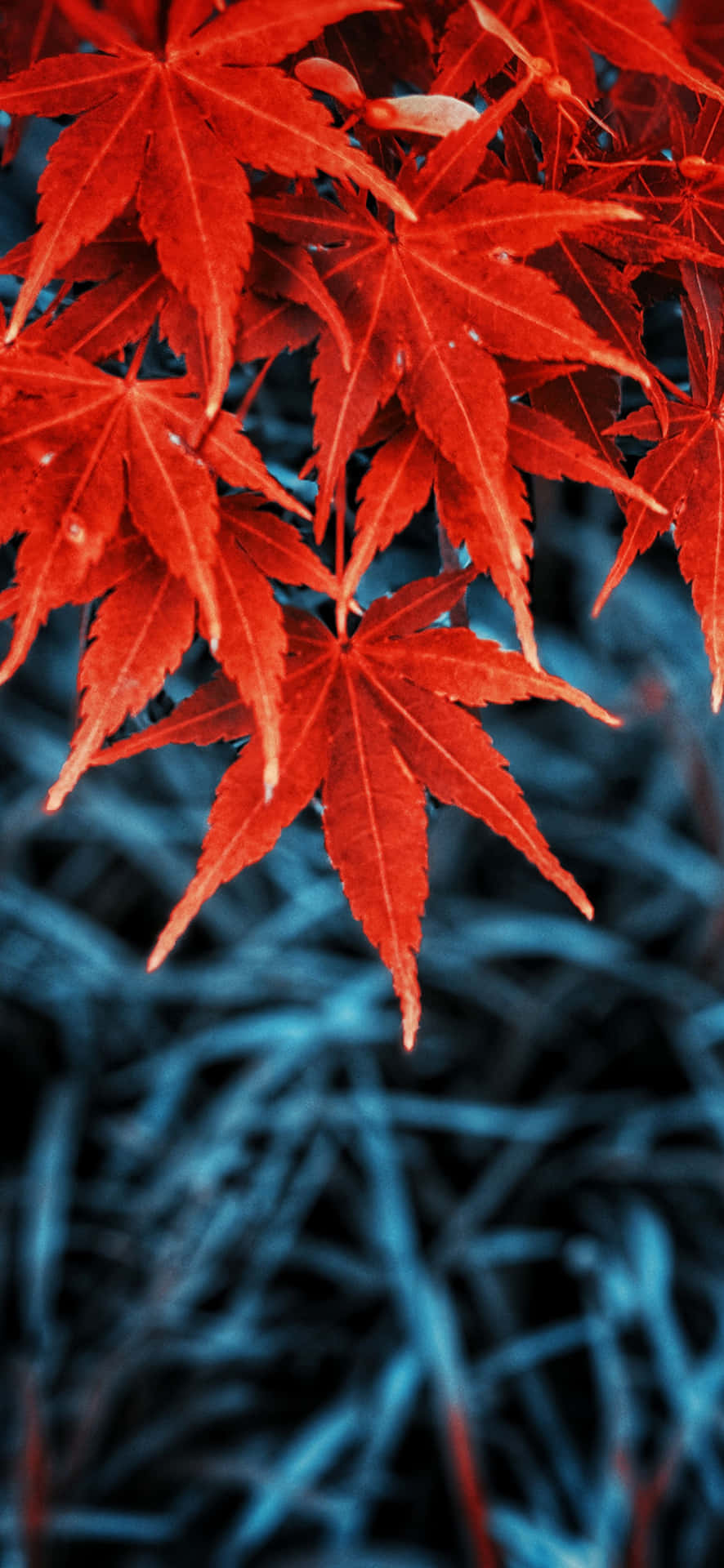 Røde blade på et træ mod en blå himmel Wallpaper