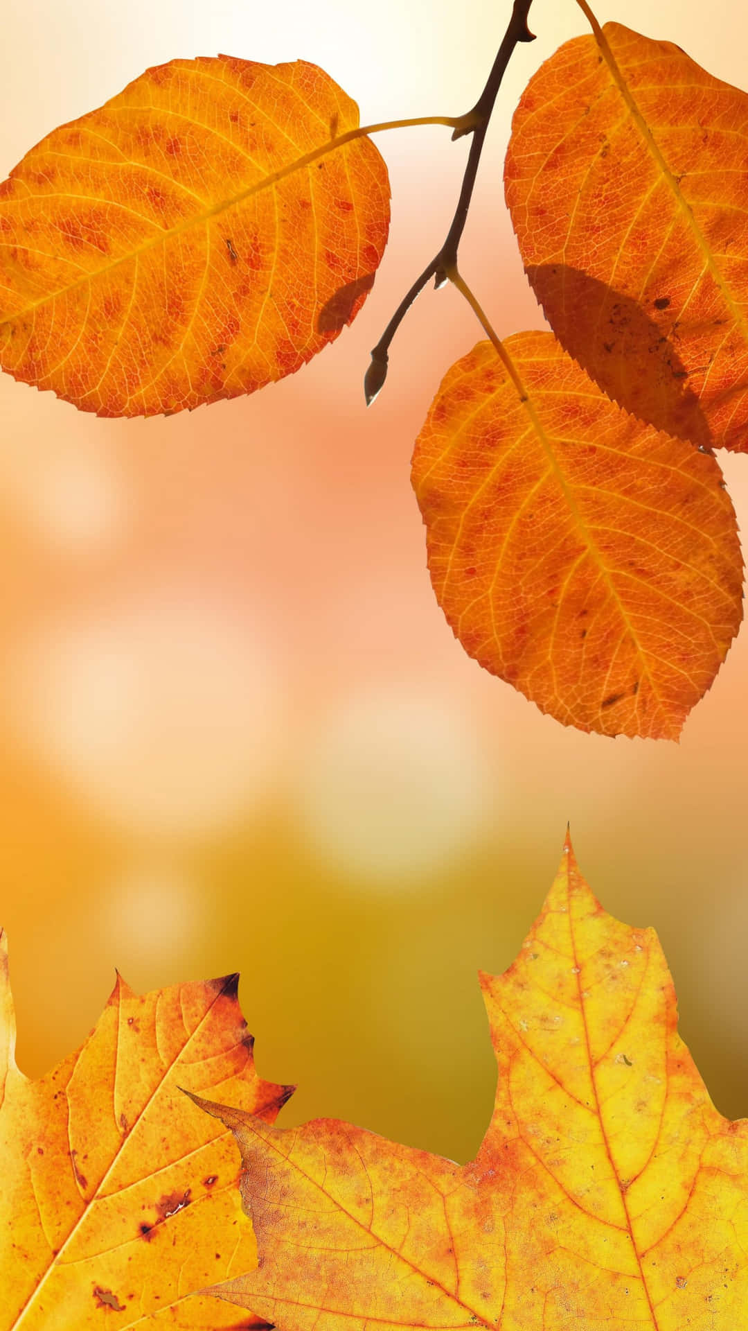 Catturala Bellezza Dell'autunno Con Questa Coinvolgente Immagine Di Sfondo Per Iphone. Sfondo