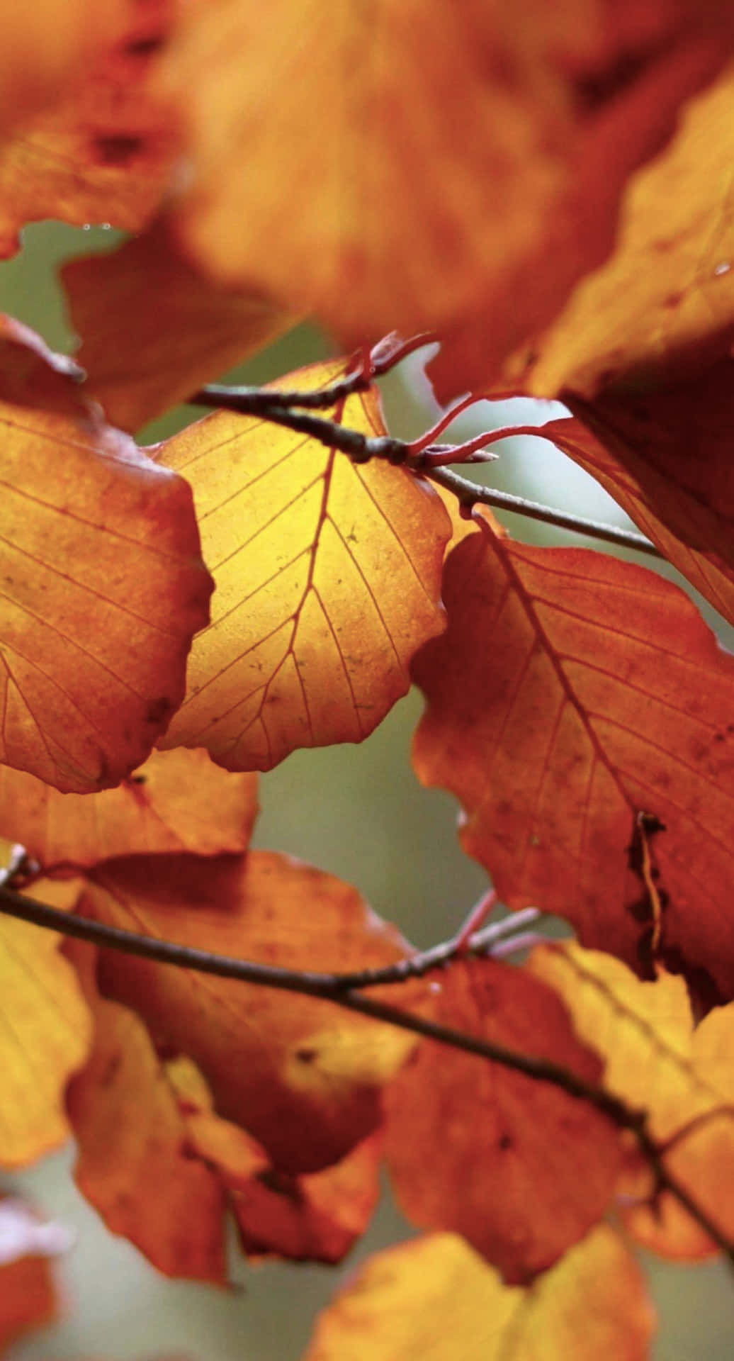 Genießensie Die Lebendigen Farben Des Herbstes Mit Diesem Iphone-hintergrundbild Aus Fallenden Blättern. Wallpaper
