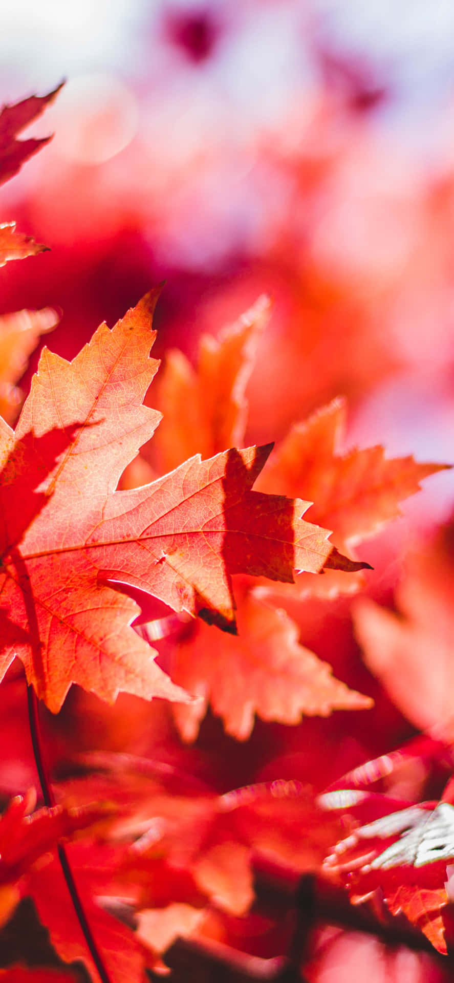 Catturala Bellezza Dell'autunno Con Questa Vibrante E Alla Moda Sfondo Delle Foglie D'autunno Per Iphone. Sfondo