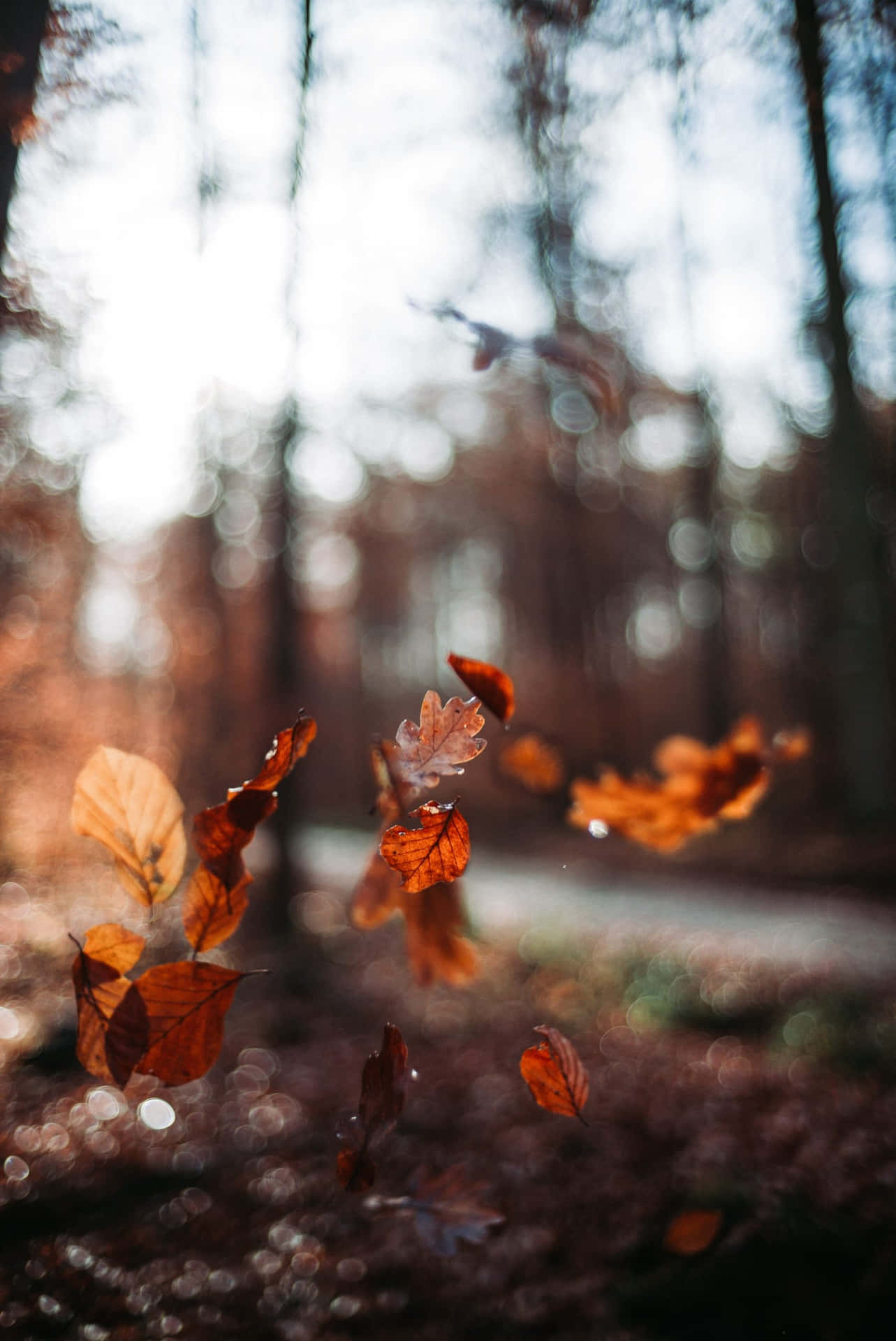 Foglied'autunno Nella Foresta Sfondo
