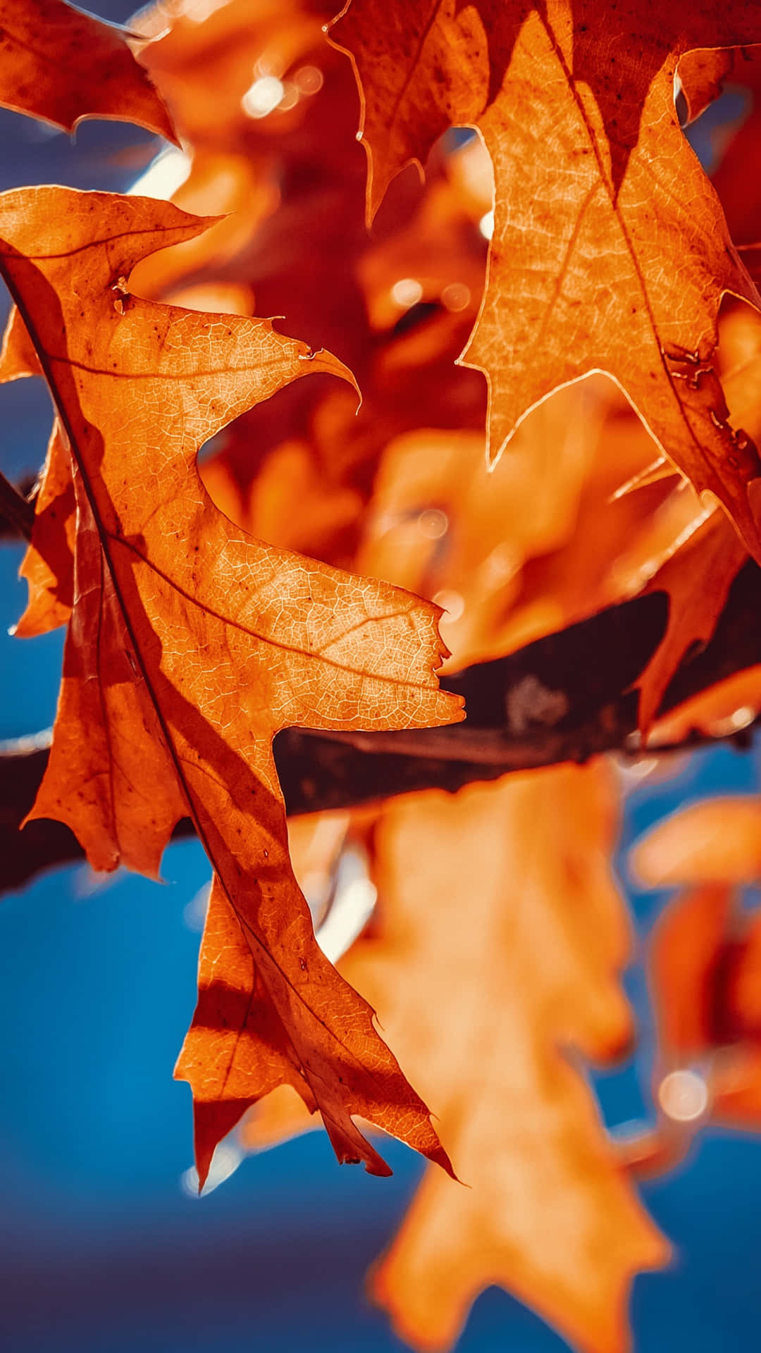 Efterårsblade på en gren med blå himmel Wallpaper