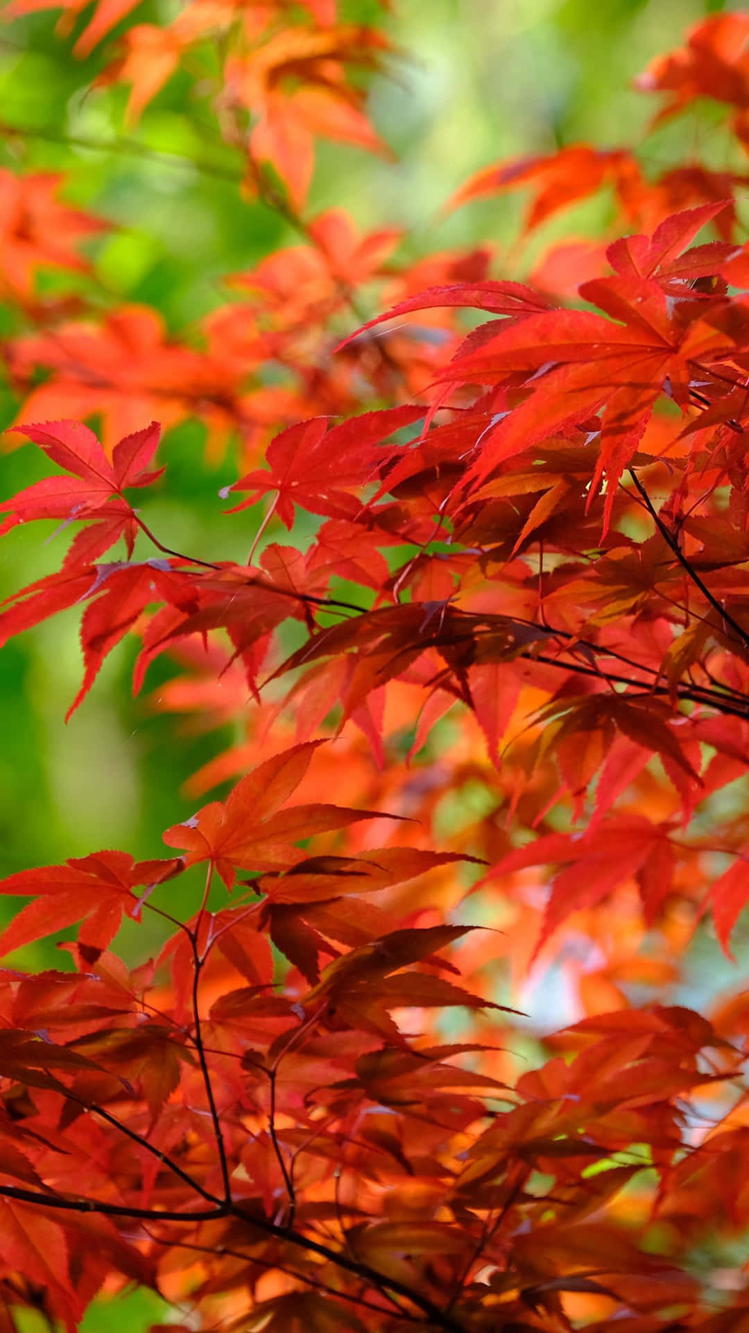 Einbaum Mit Roten Blättern Wallpaper