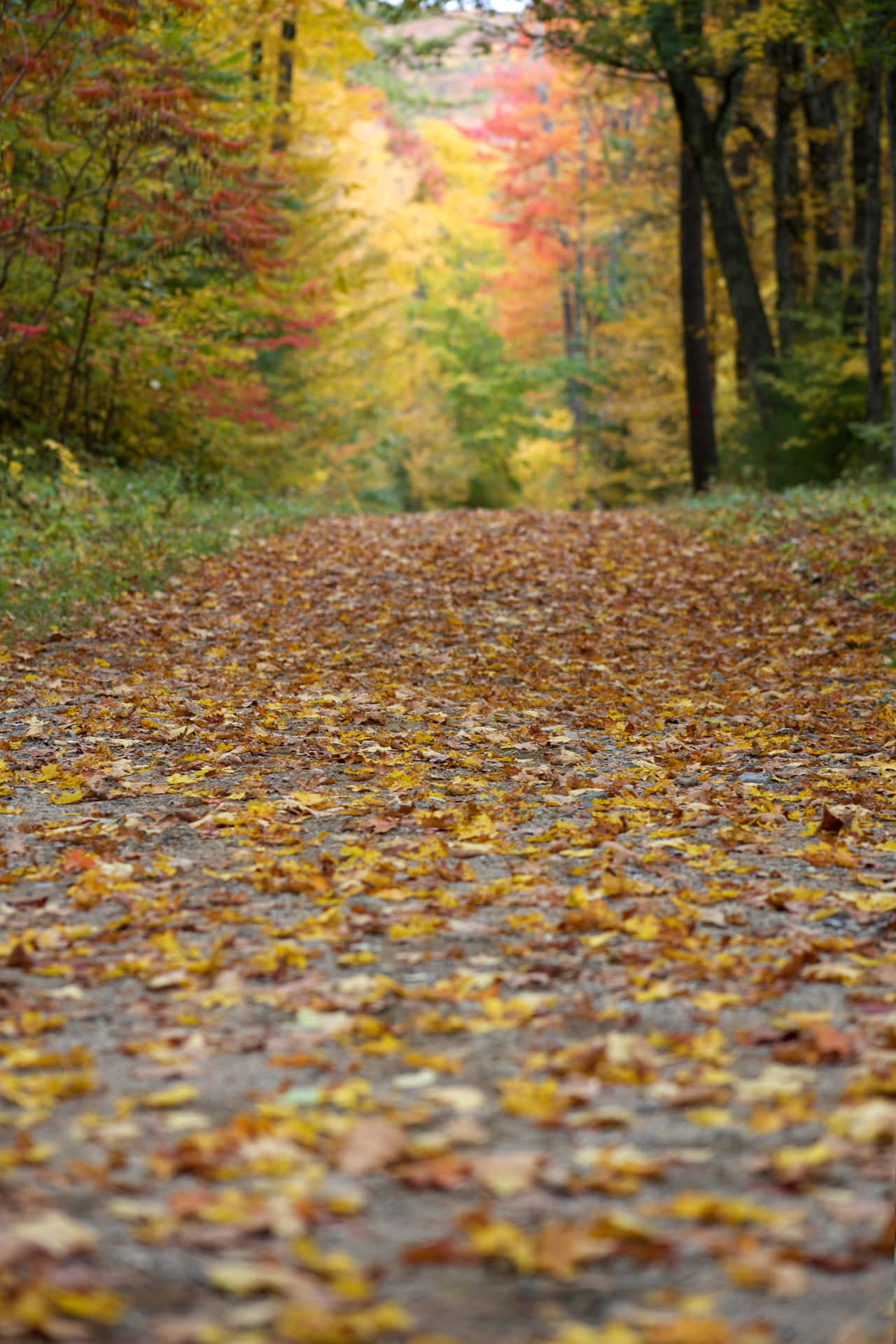 Forest Track With Fall Leaves Iphone Wallpaper