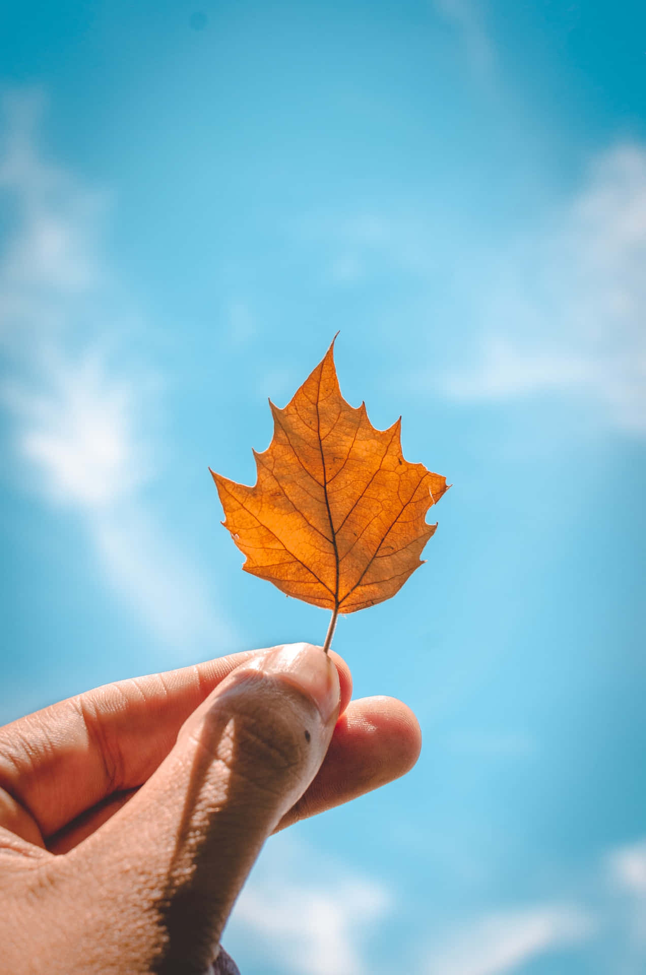 Person Holding Fall Leaves Iphone Wallpaper