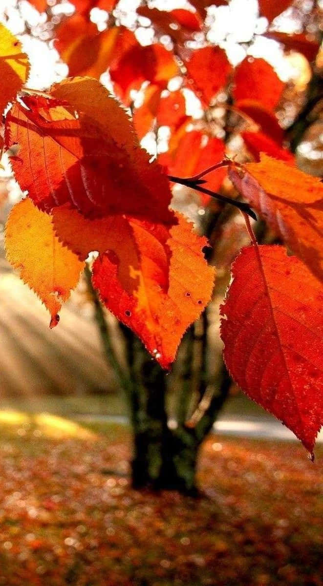 Herbstblätterim Sonnenlicht Wallpaper
