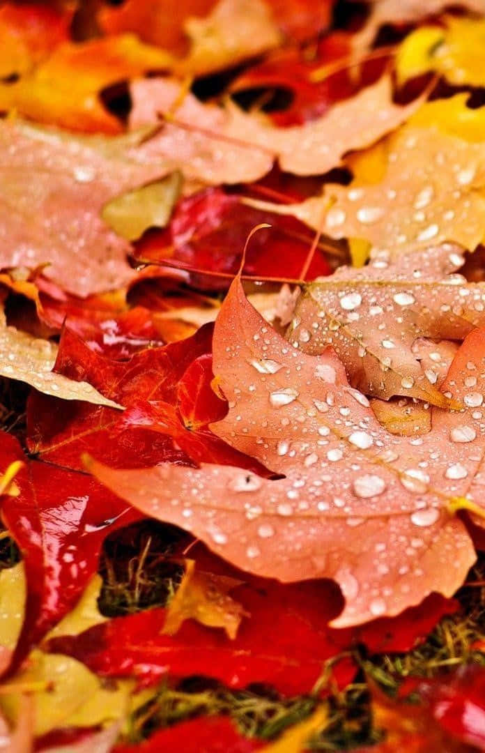 Genießensie Die Wunderschöne Herbstsaison Mit Diesem Zauberhaften Iphone-hintergrundbild Von Herabfallenden Blättern. Wallpaper