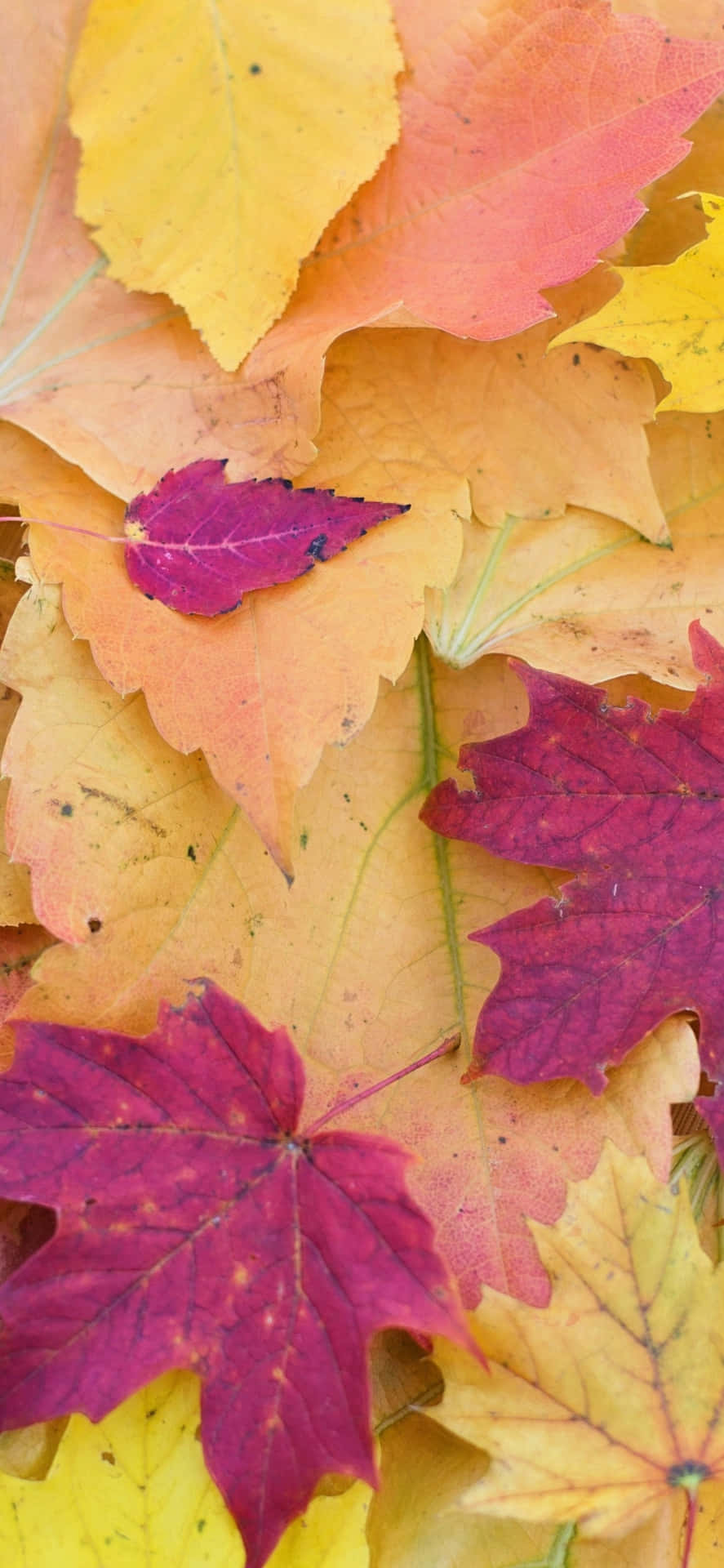 Pastel-colored Fall Leaves Iphone Wallpaper