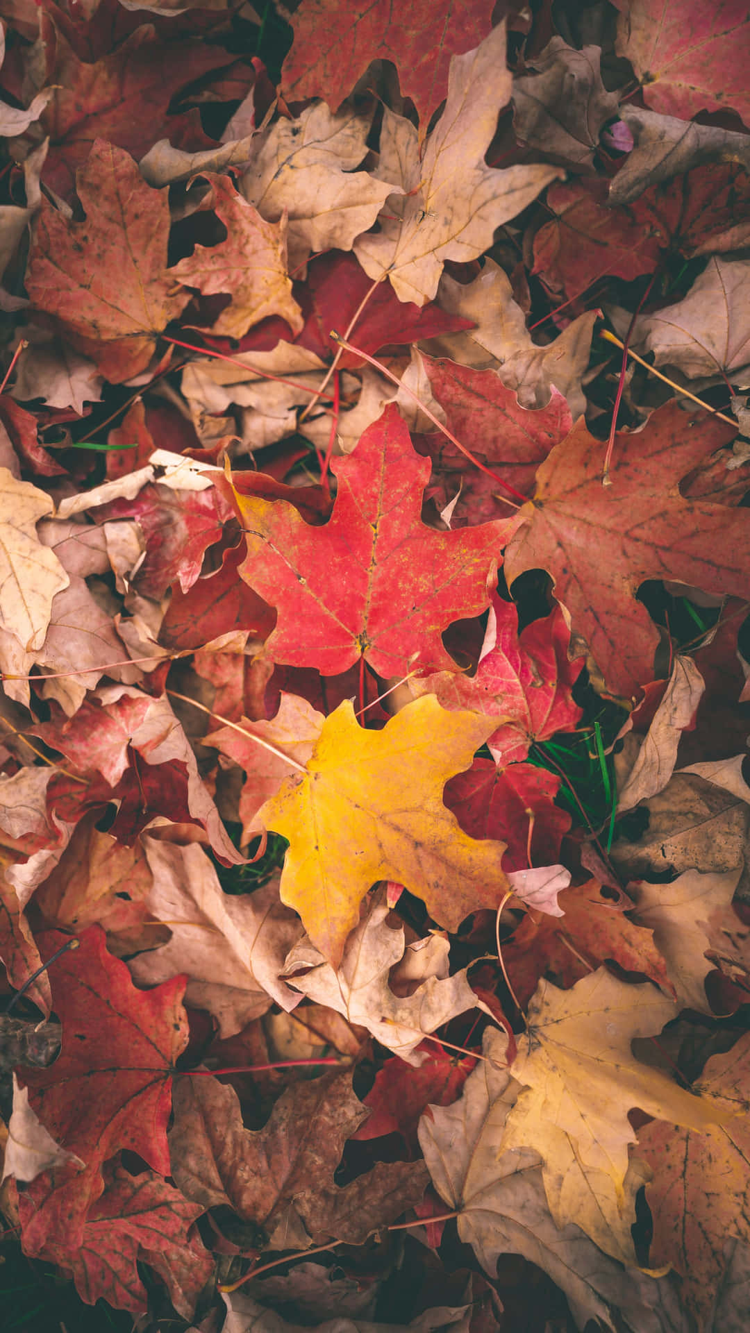 Nyd skønheden af ​efteråret blade på din skærm. Wallpaper