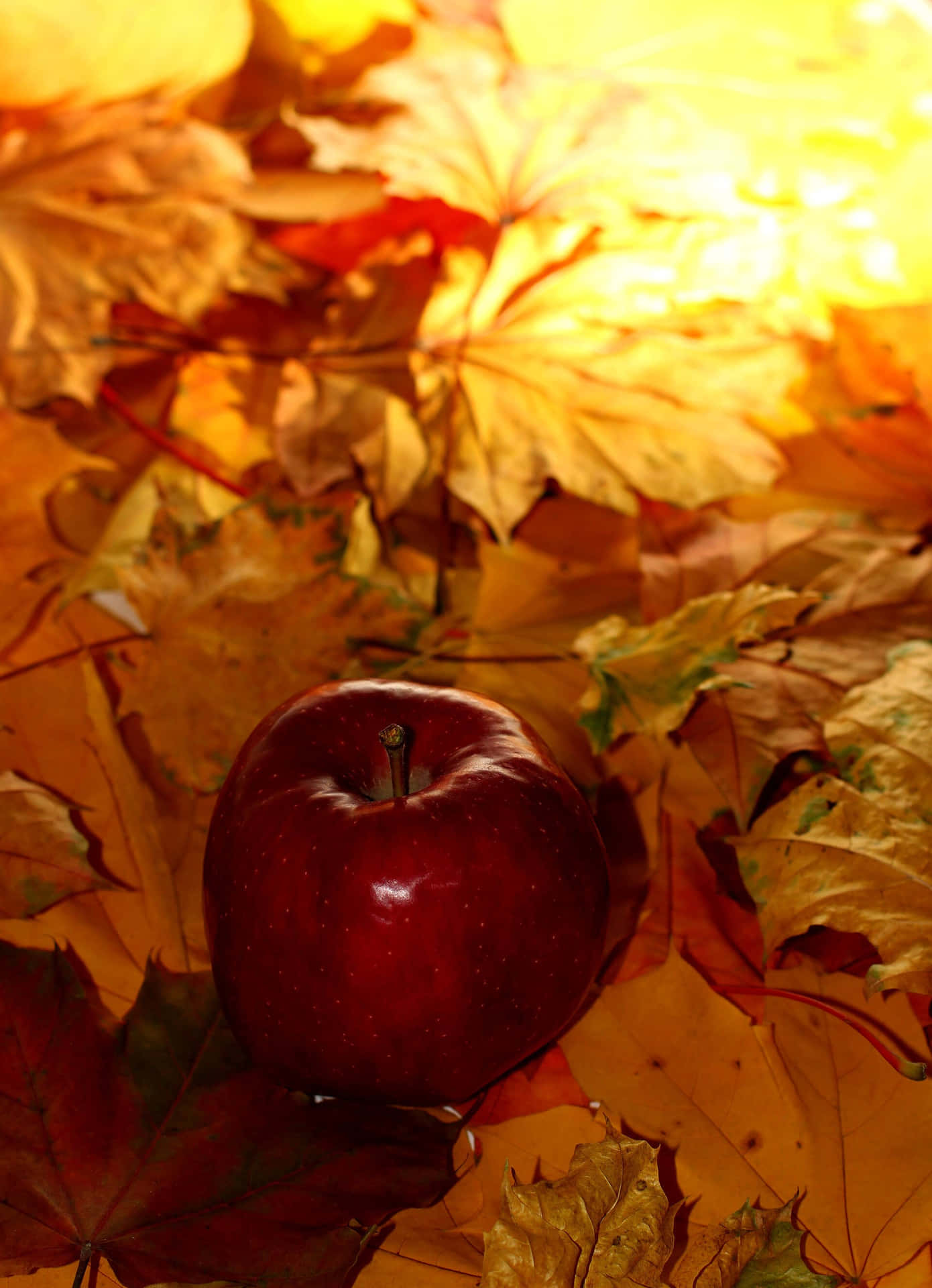!Nyd øjeblikke af efteråret med din Iphone! Wallpaper