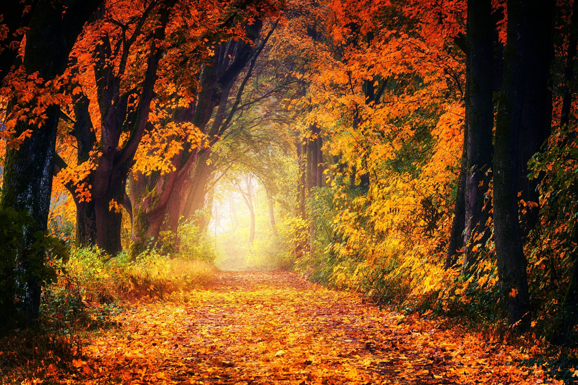Fall Leaves Light At The End Wallpaper
