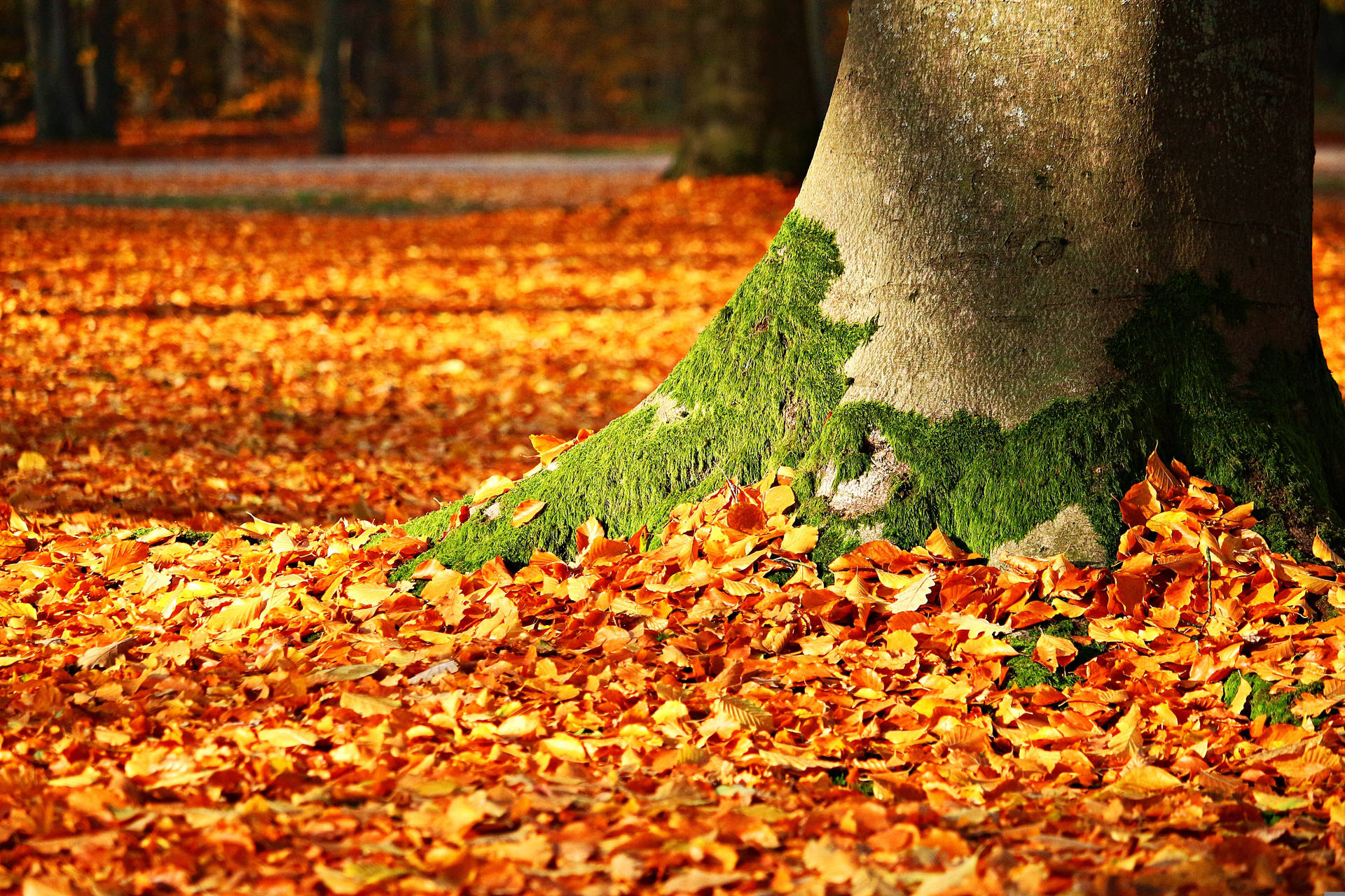 Herbstlaubmoosiger Baum Wallpaper