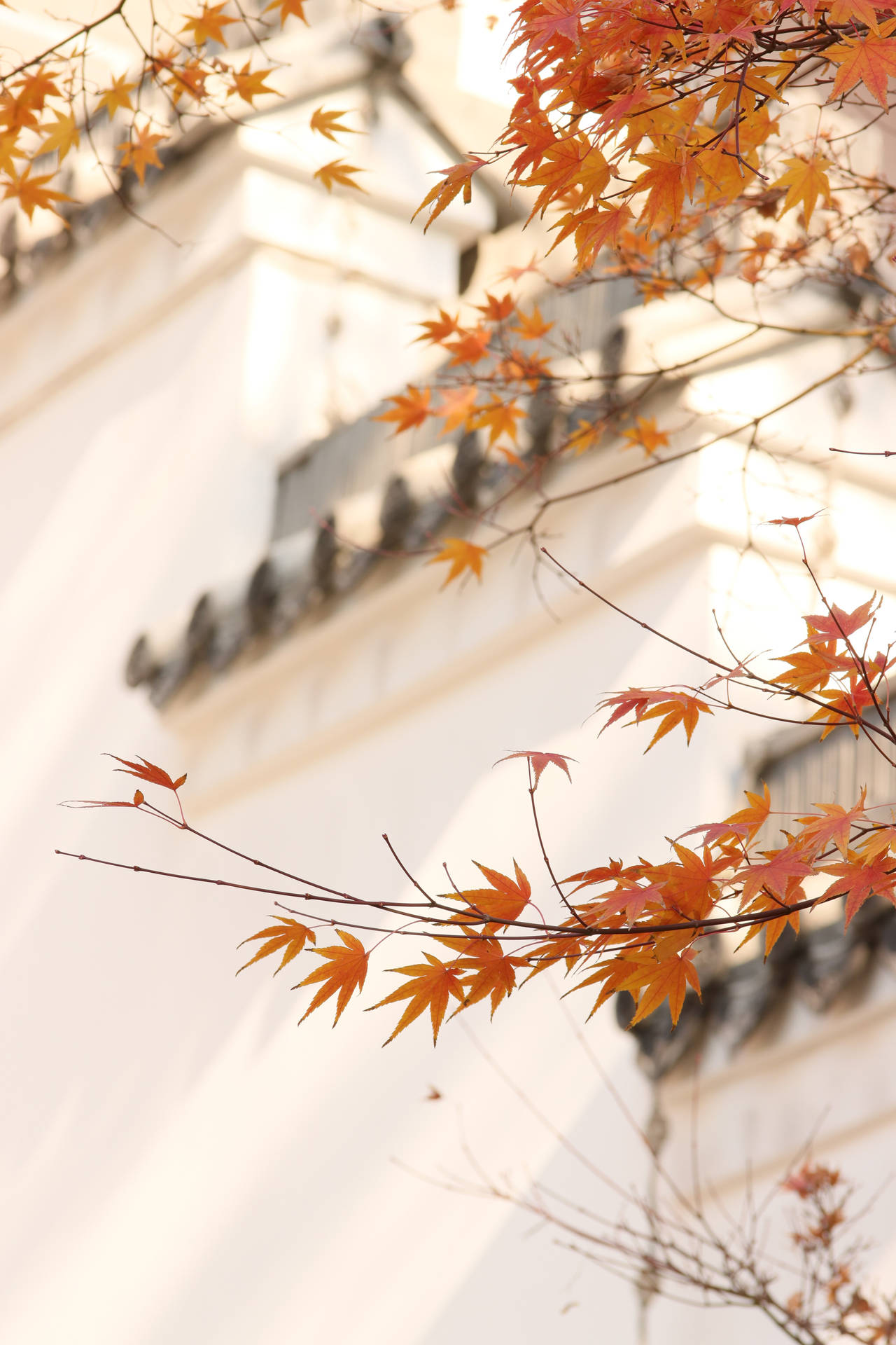 Herbstblätterauf Dünnen Zweigen Wallpaper