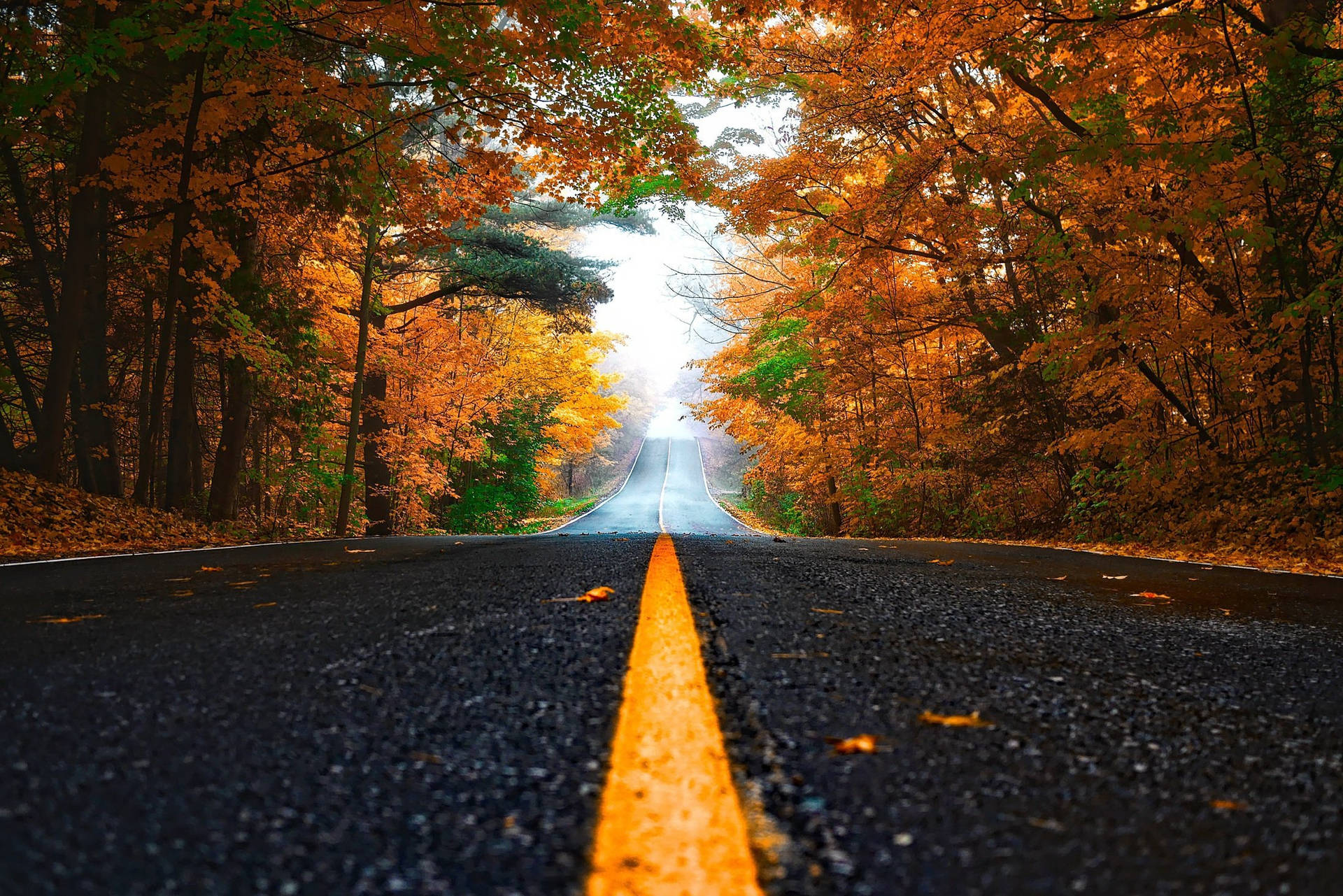 Fall Leaves Road Wallpaper