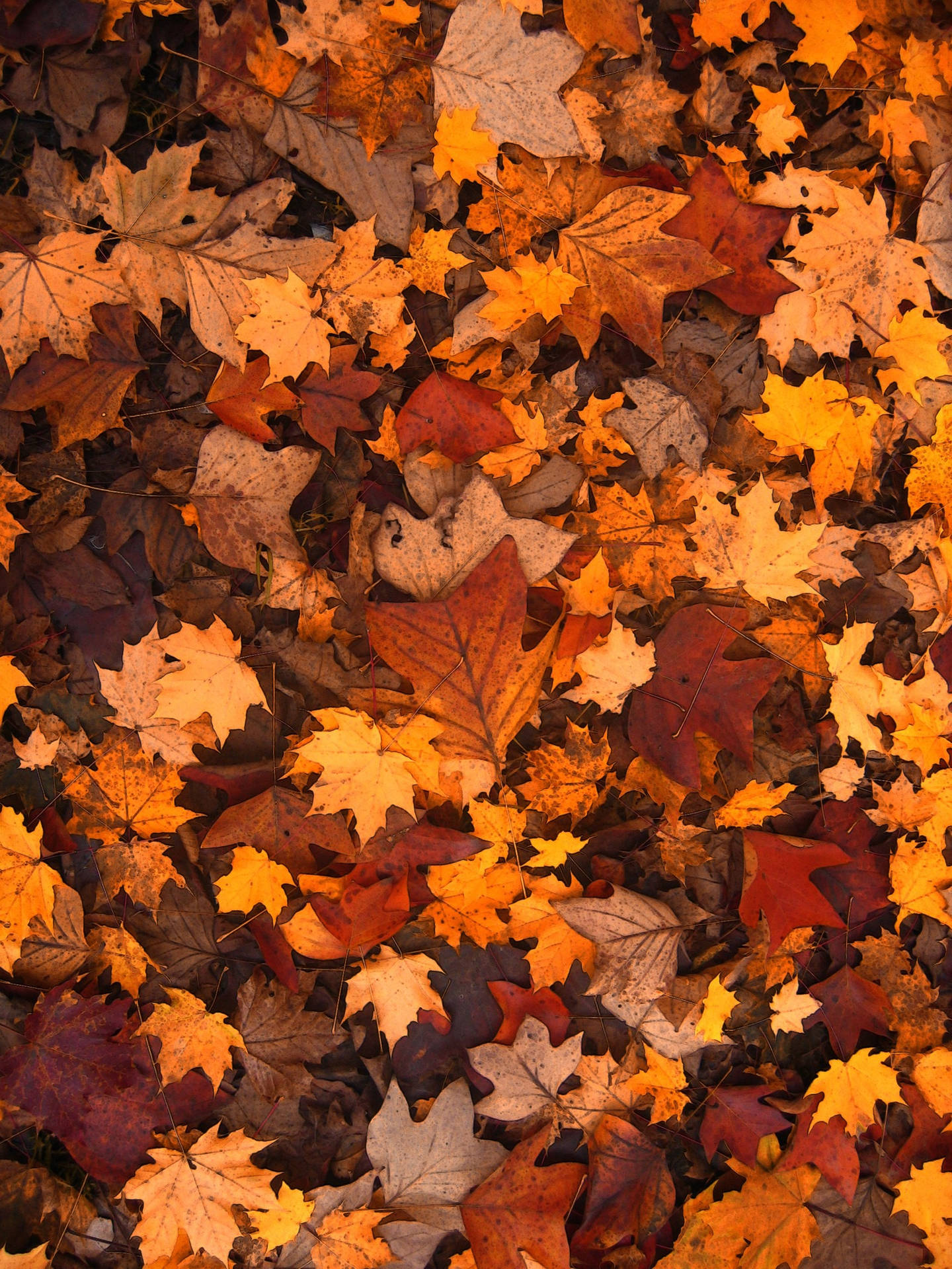 Herbstblätterin Verschiedenen Brauntönen Wallpaper