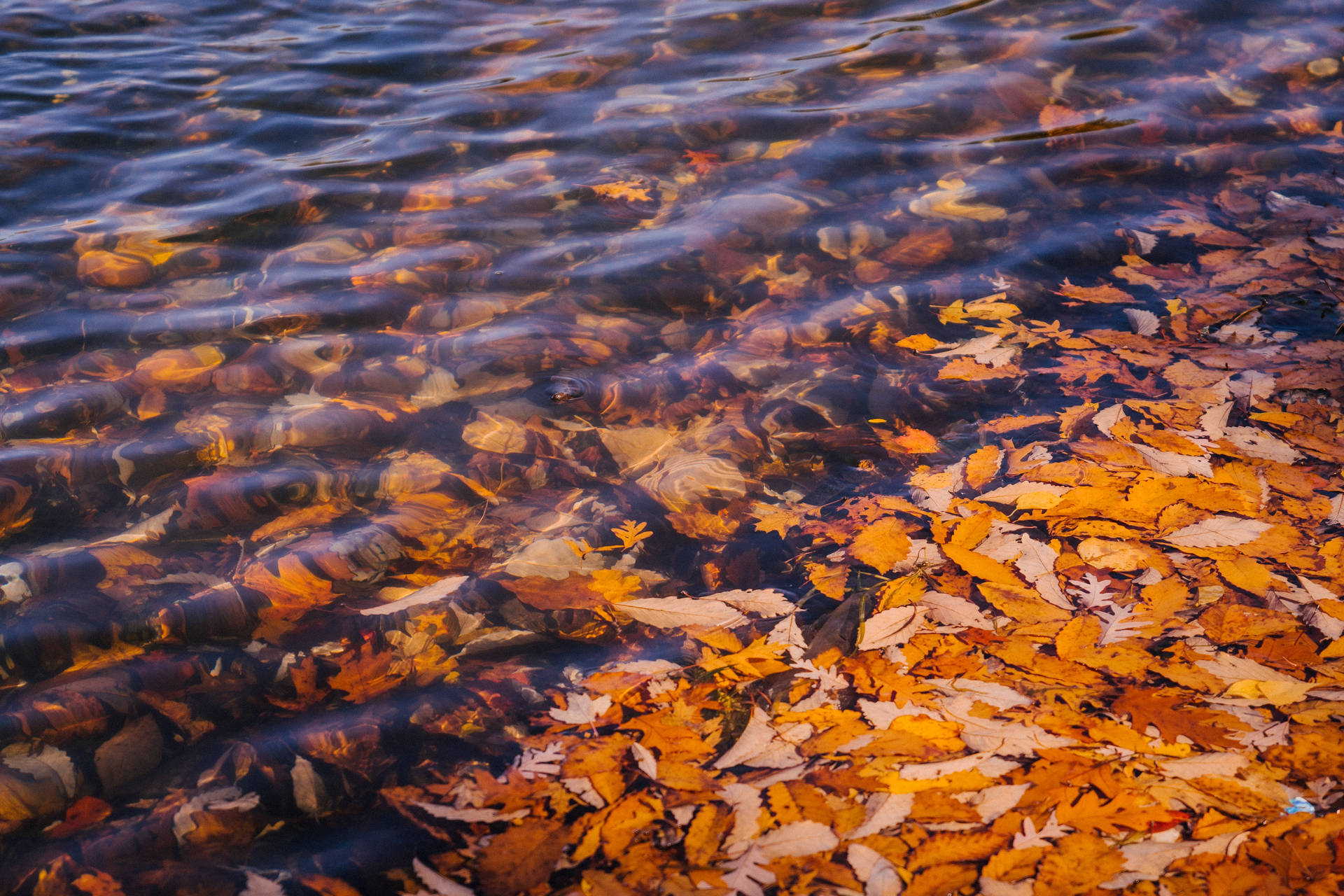 Fallblade under sø overflade Wallpaper