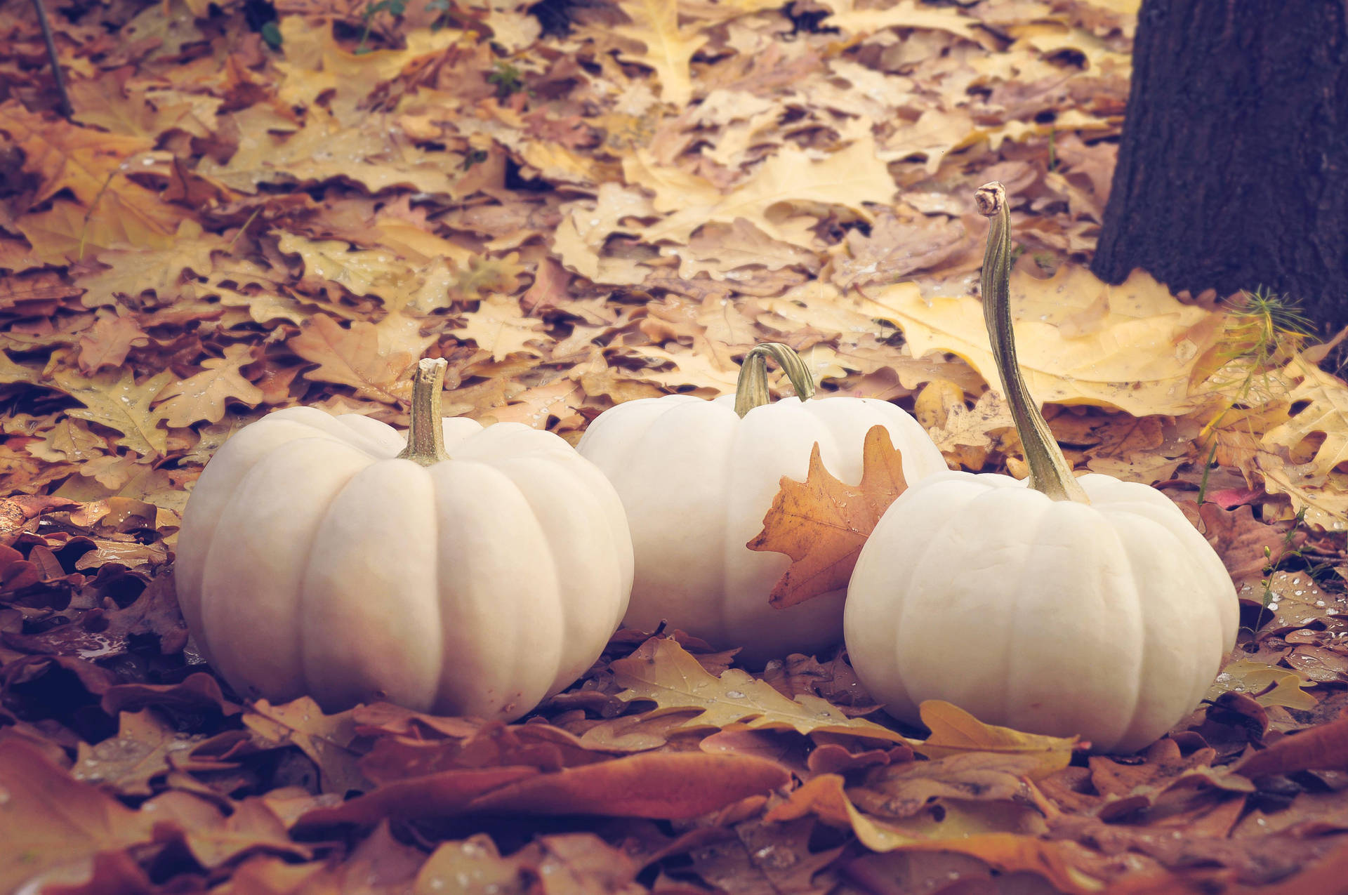 Fall Leaves White Pumpkin Wallpaper