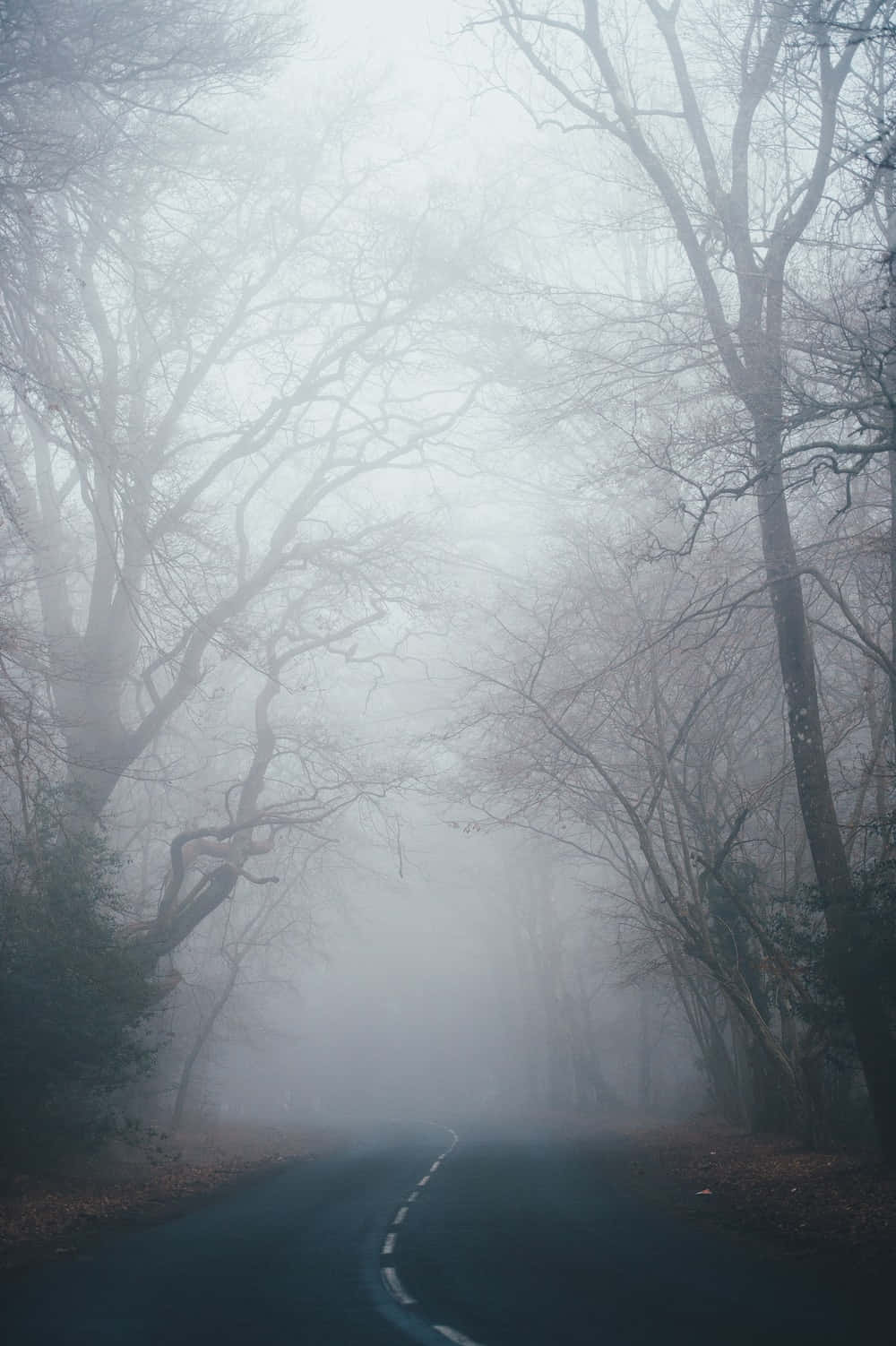 Caption: Enveloped in the Serenity of Fall Mist Wallpaper