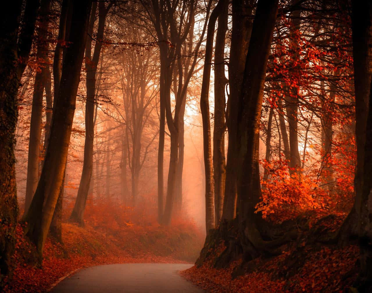 Captivating Fall Mist in a Serene Forest Wallpaper