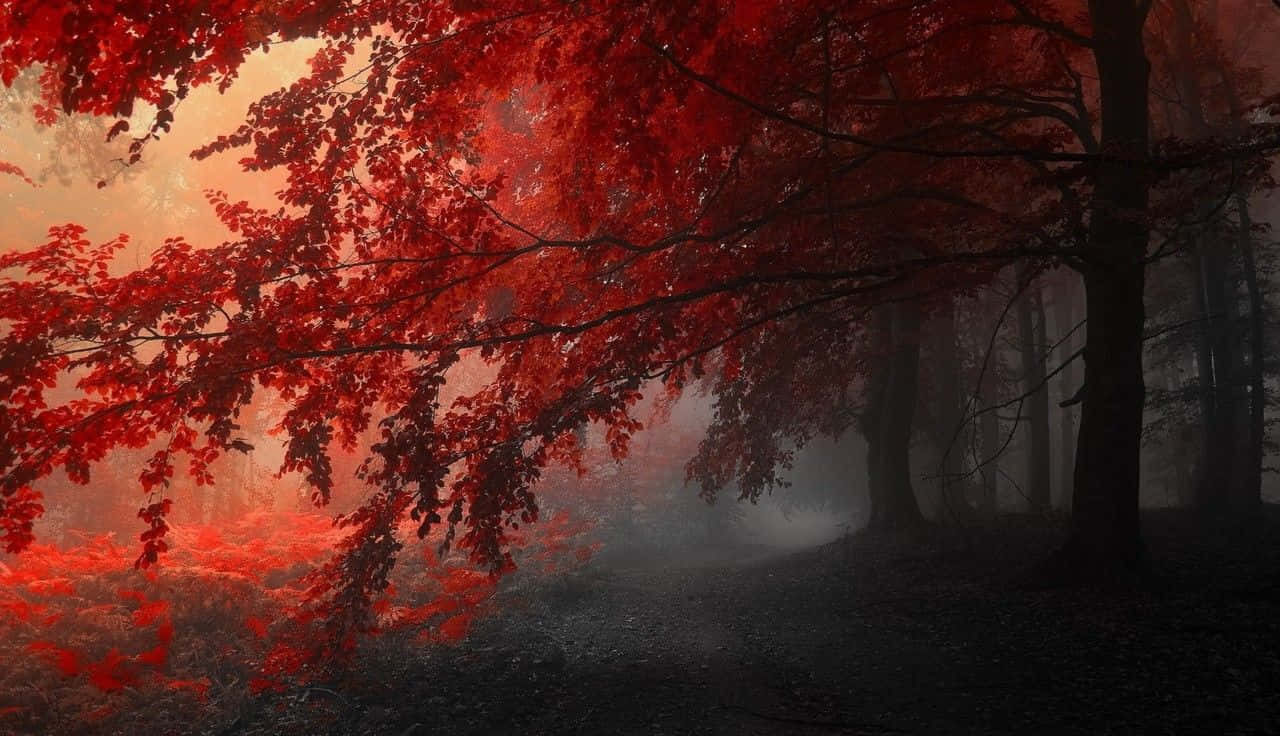 Enchanting Fall Mist Over Forest Landscape Wallpaper
