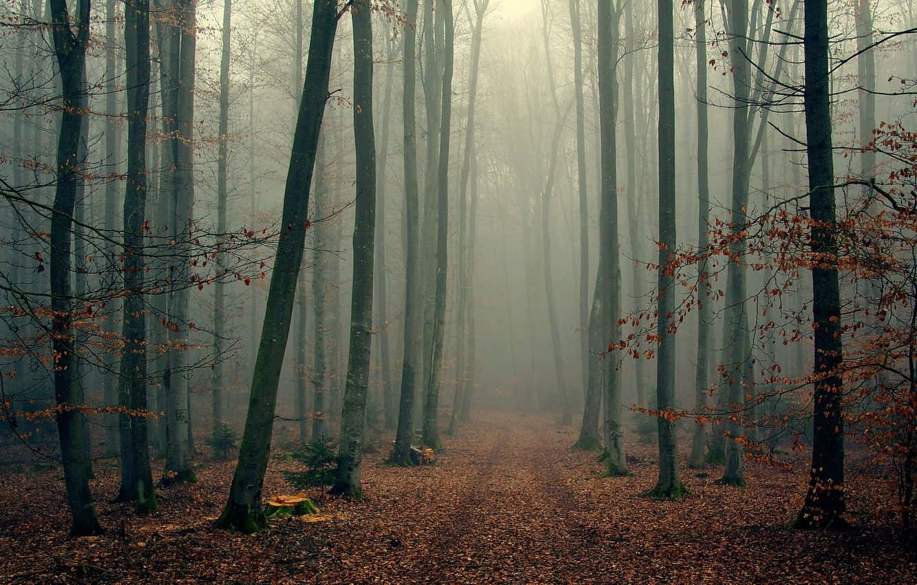 Enchanting Fall Mist Over a Tranquil Forest Wallpaper