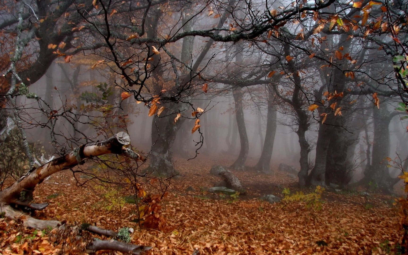 Caption: Fall Mist in a Serene Forest Wallpaper