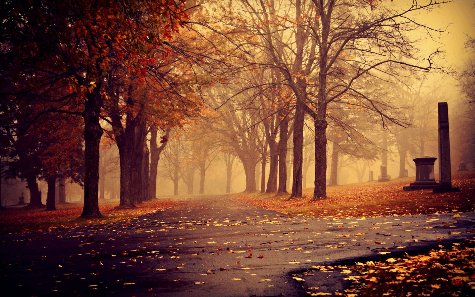 Fall Mist Enveloping Autumn Forest Wallpaper